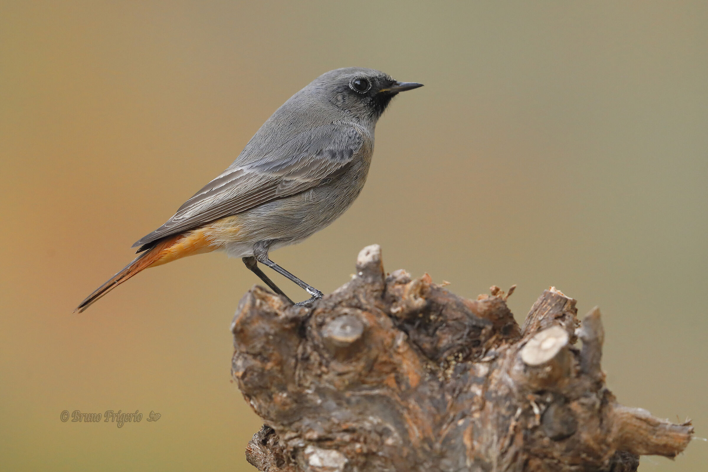 anche il maschio di codirosso spazzacamino in giardino