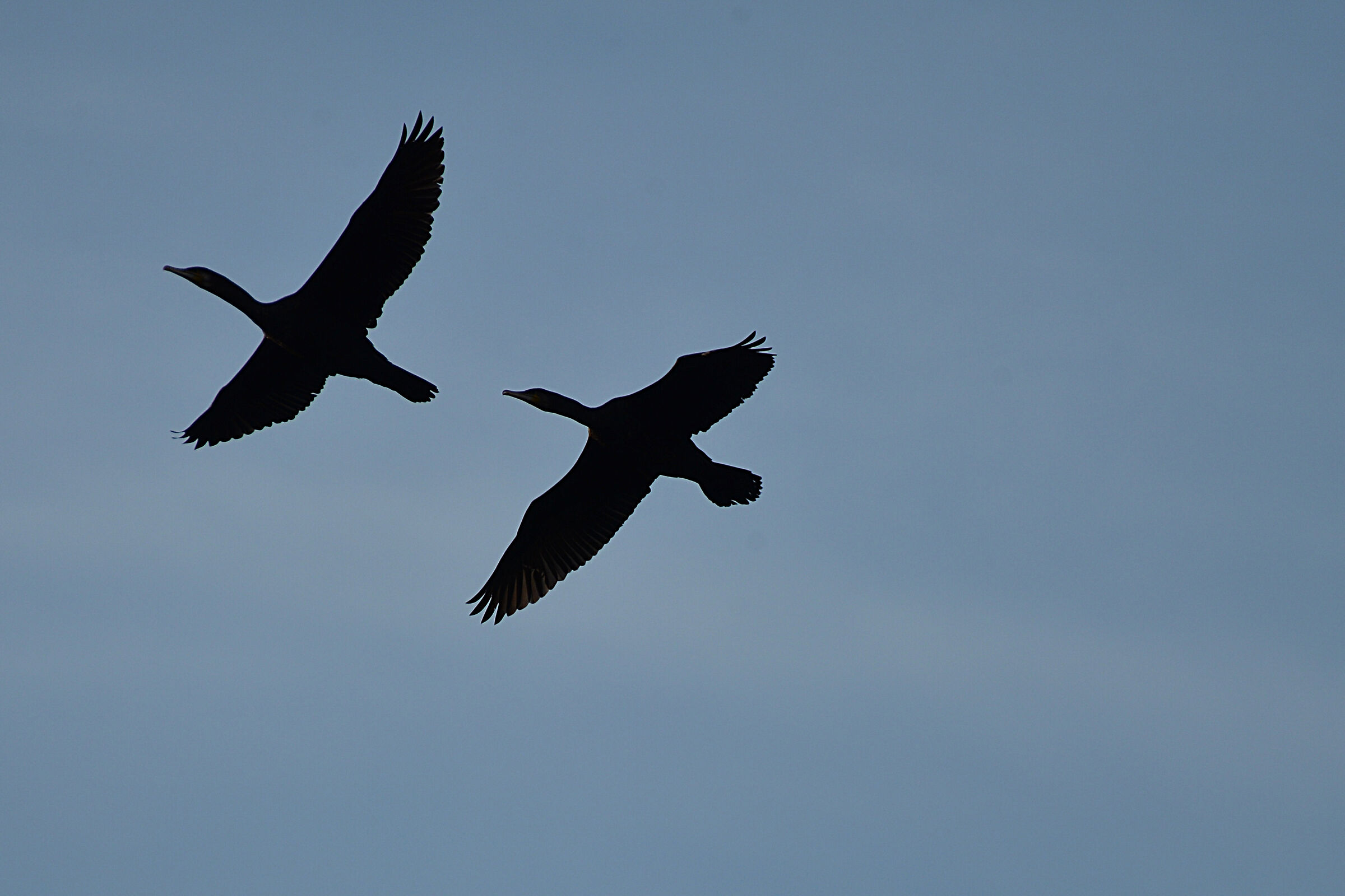 cormorants
