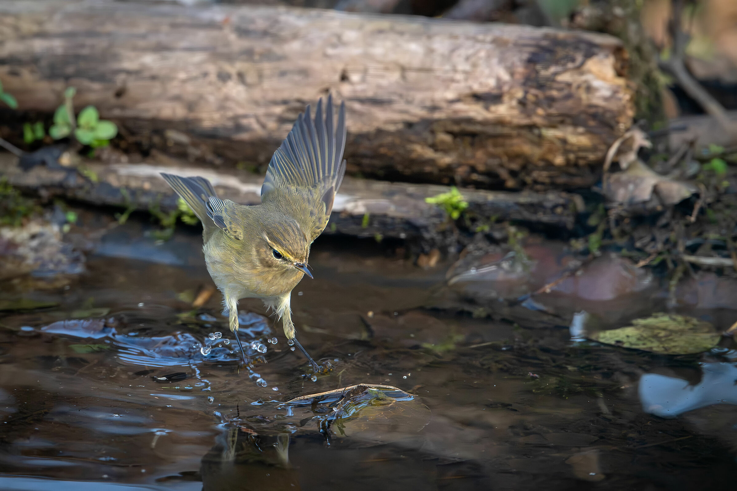 Little Warbler #capannocora