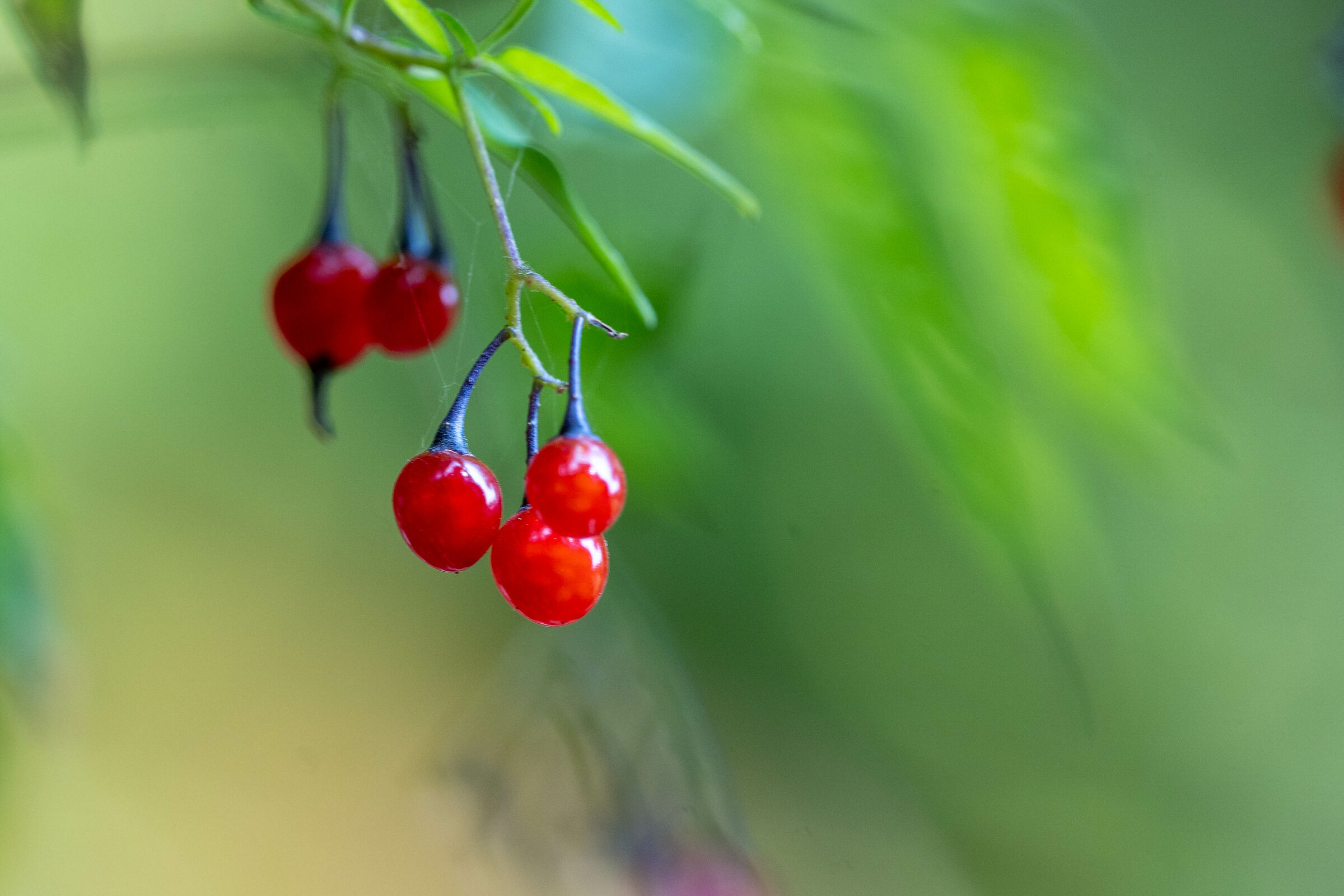 Berries in autumn