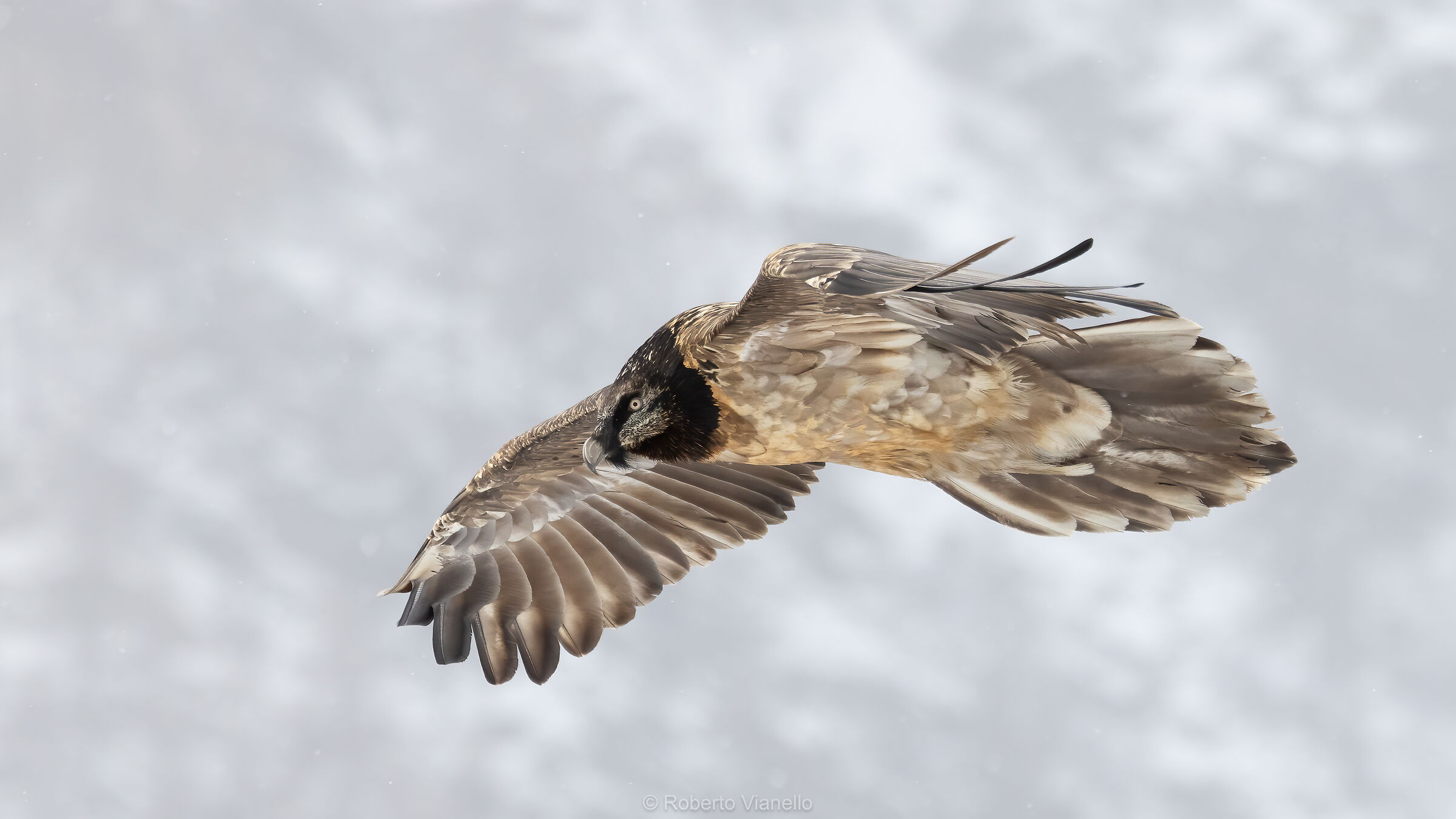 Gipeto (Gypaetus barbatus)