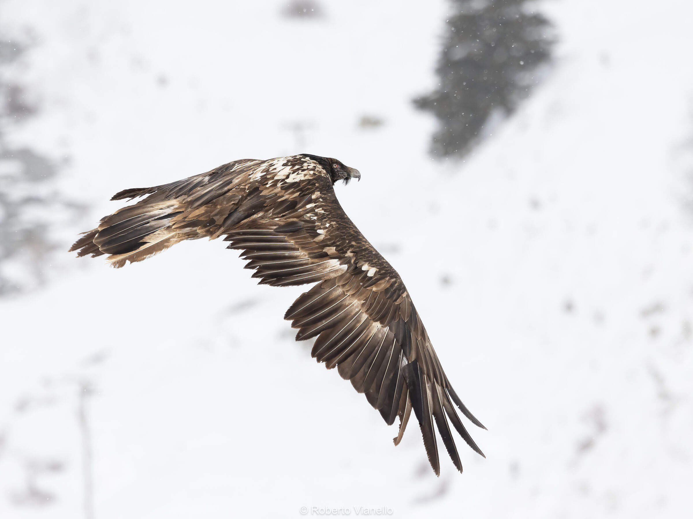 Gipeto (Gypaetus barbatus)