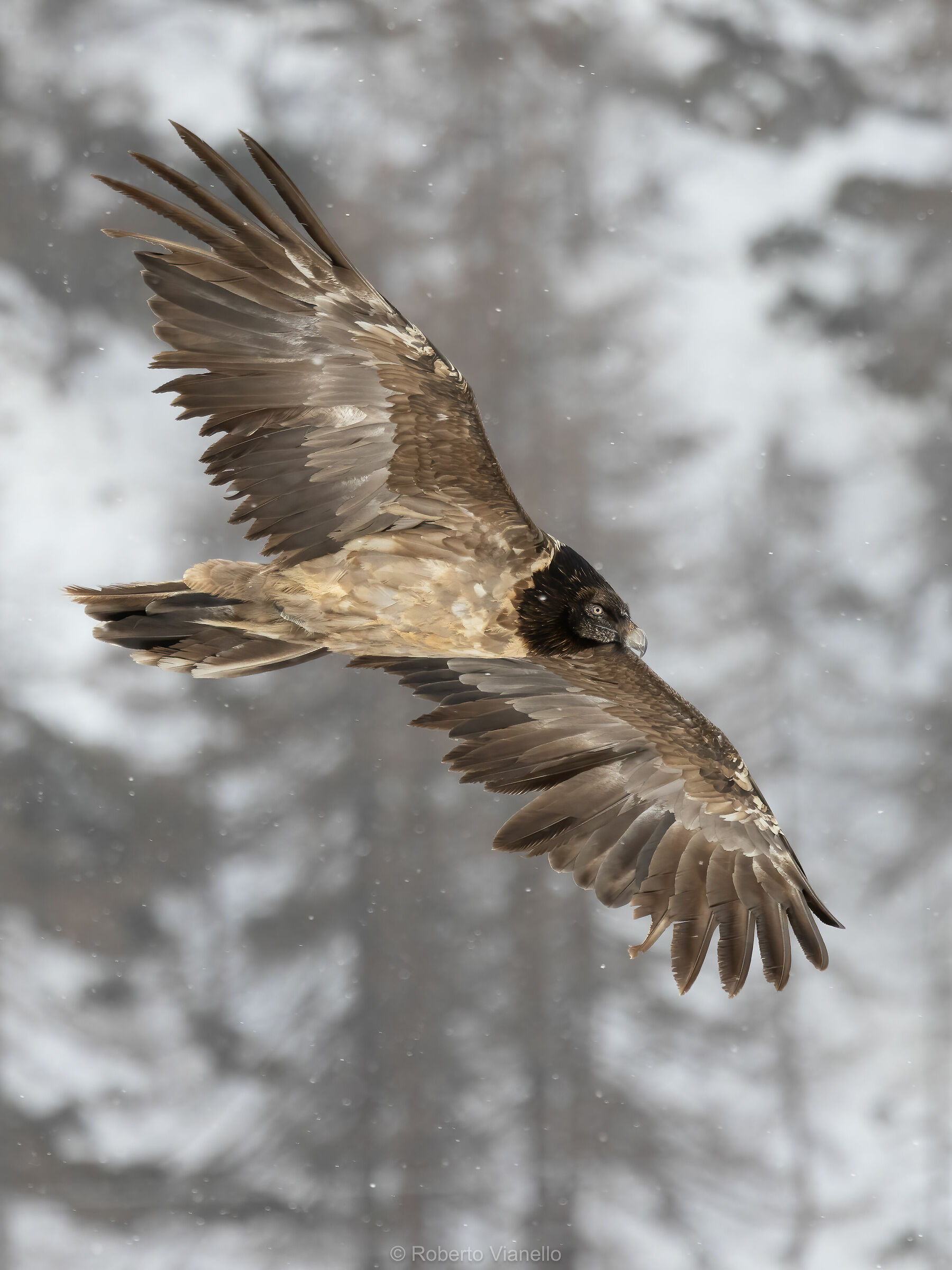 Gipeto (Gypaetus barbatus)