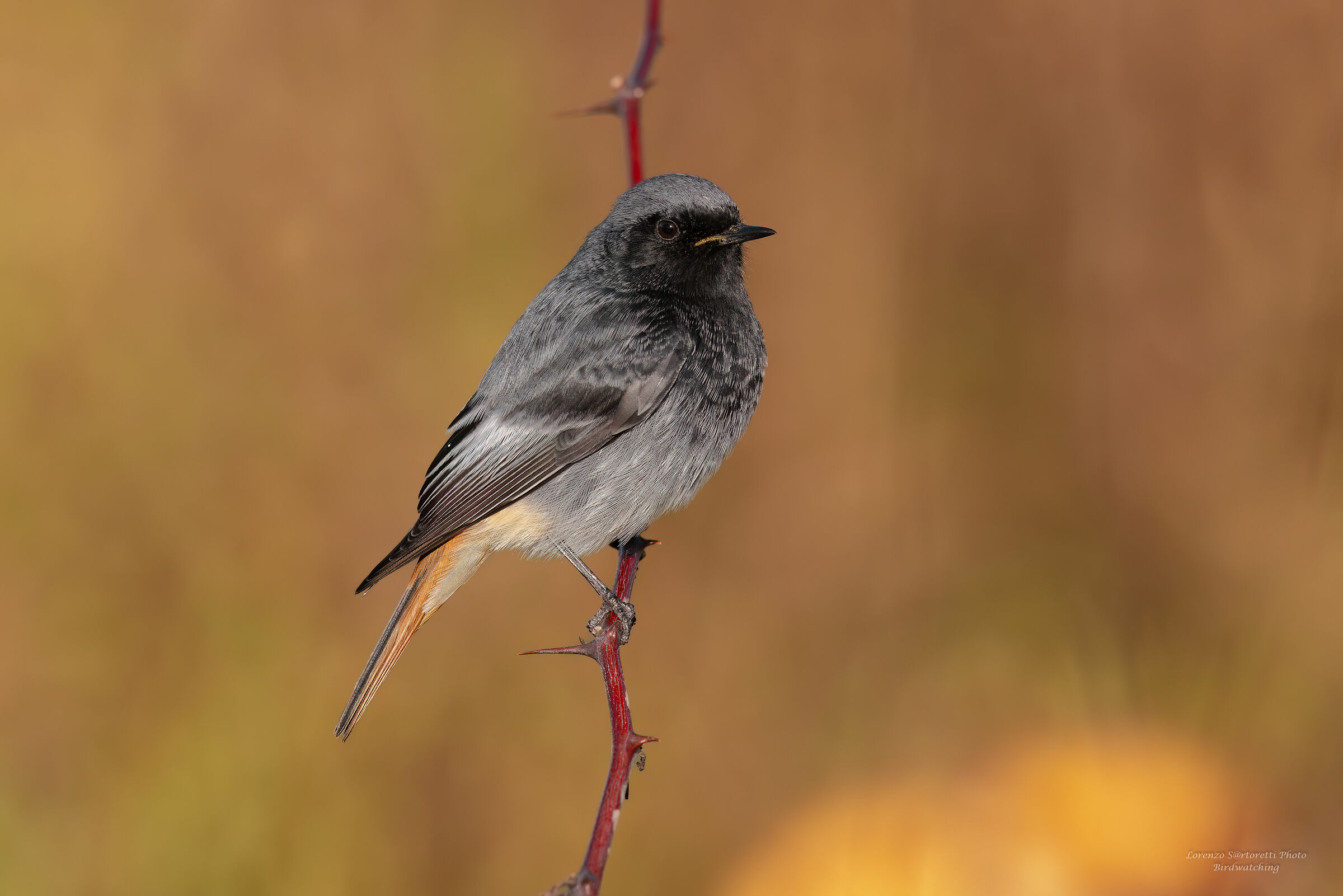 Codirosso spazzacamino m.