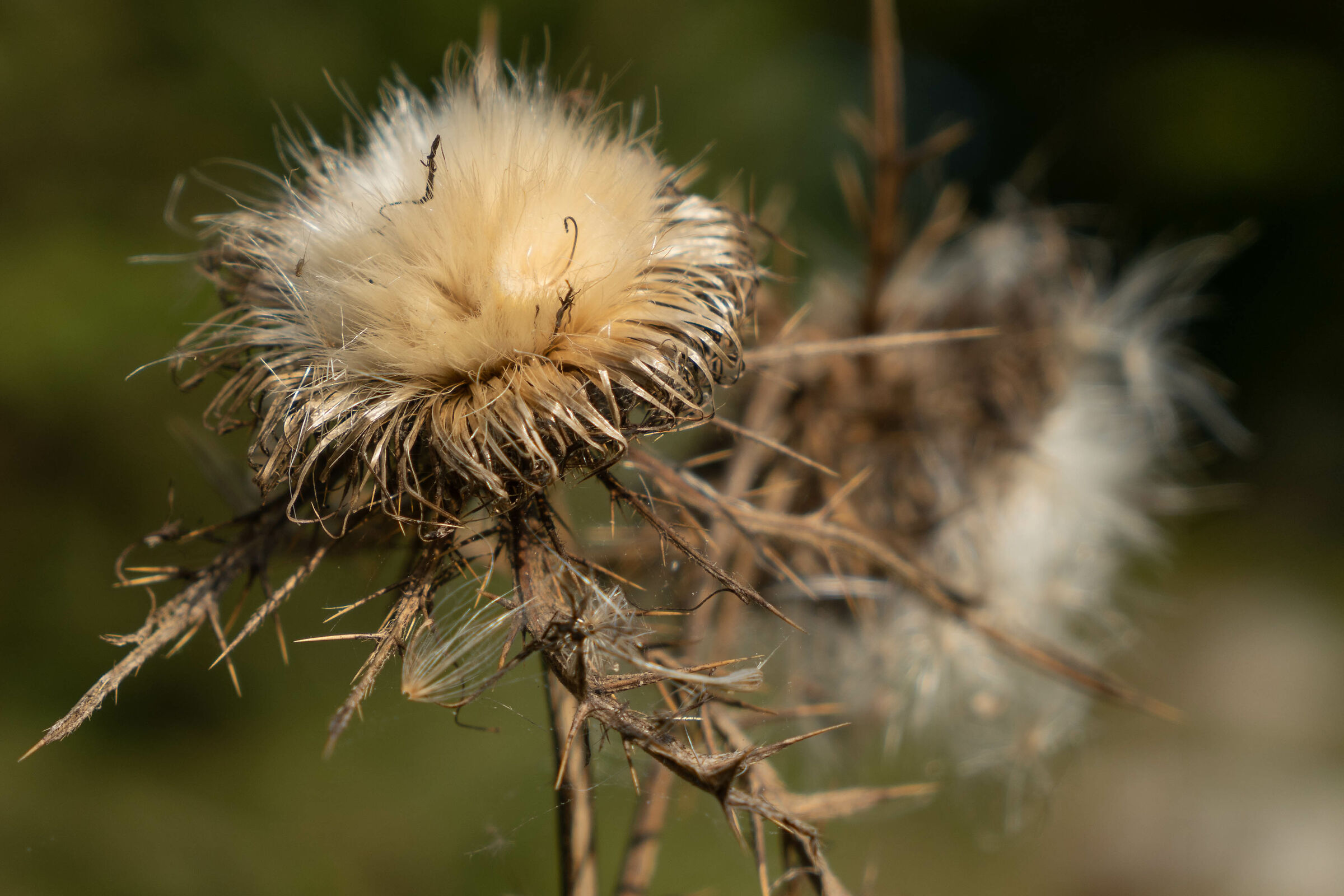 Thistle flowers in autumn