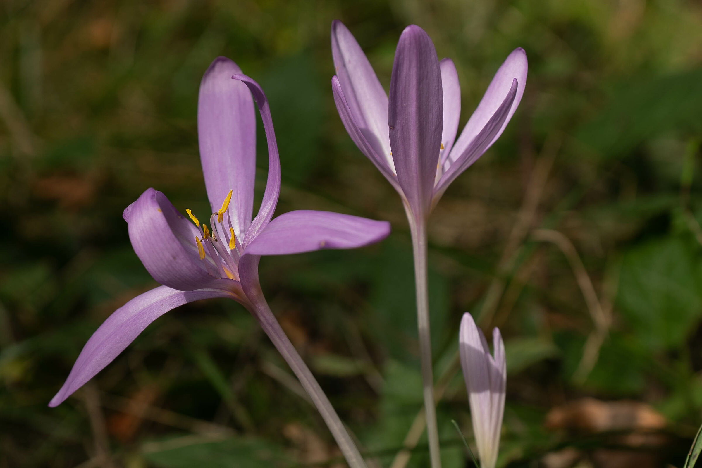 Autumn Crocuses