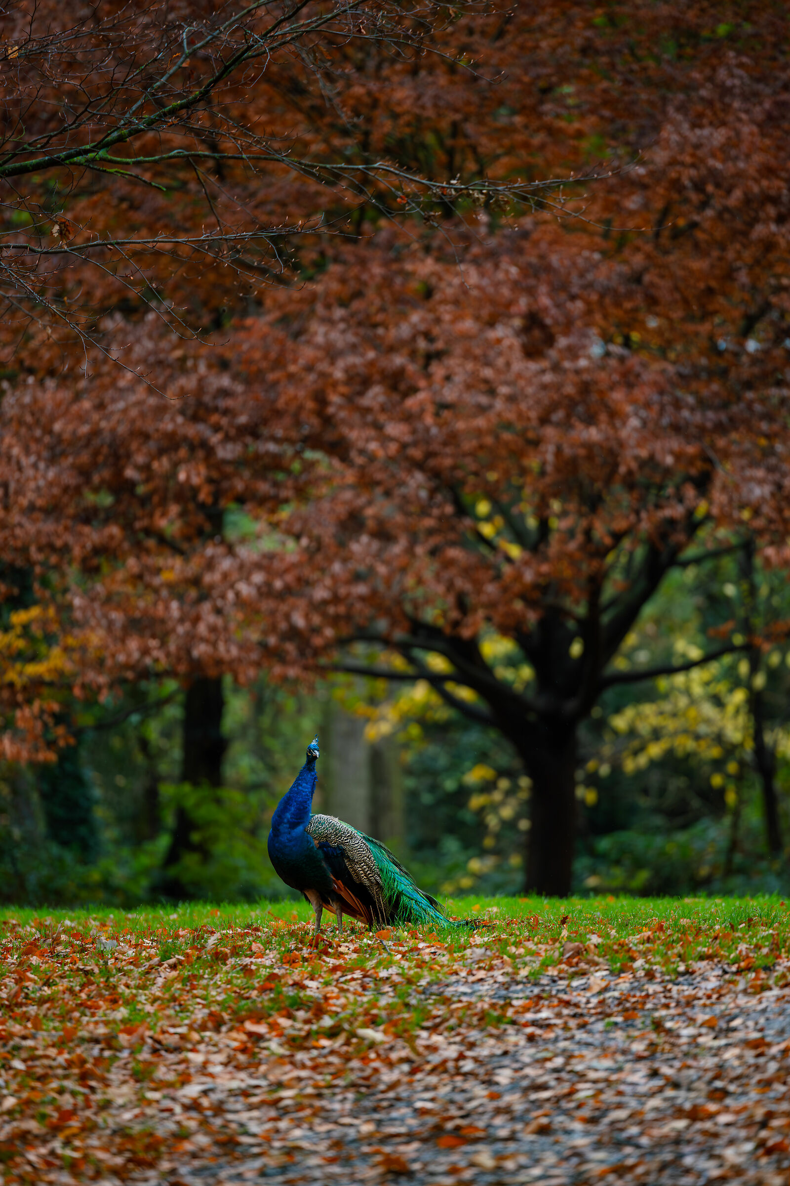 Parco londinese