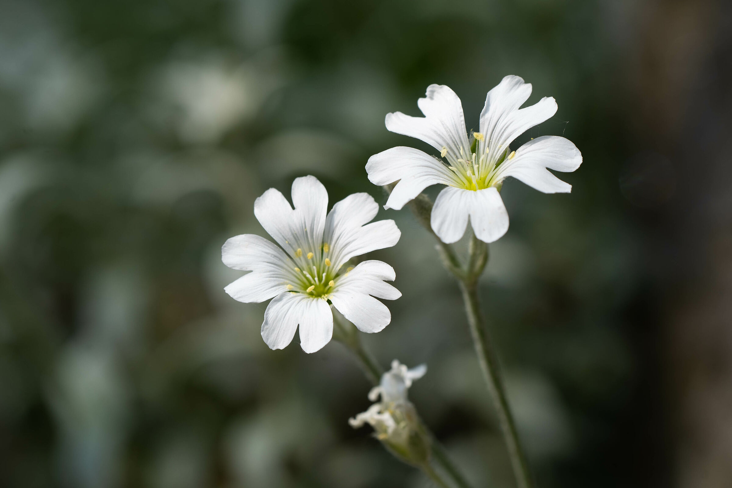 Meadow flowers
