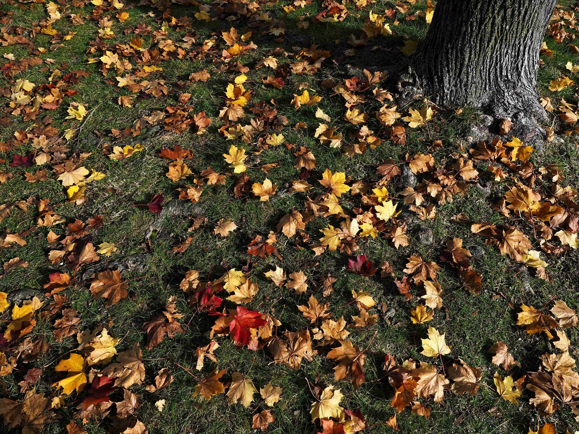 Autumn, that's all you need!