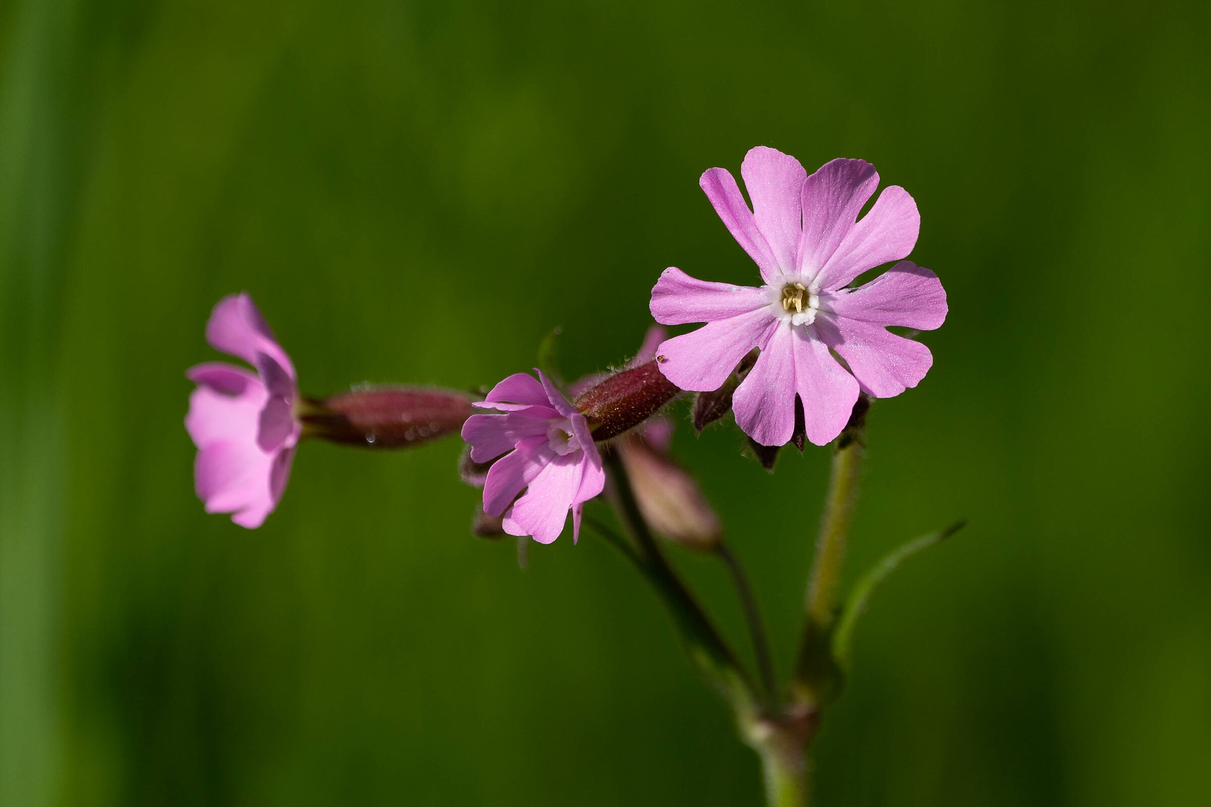 Meadow flowers