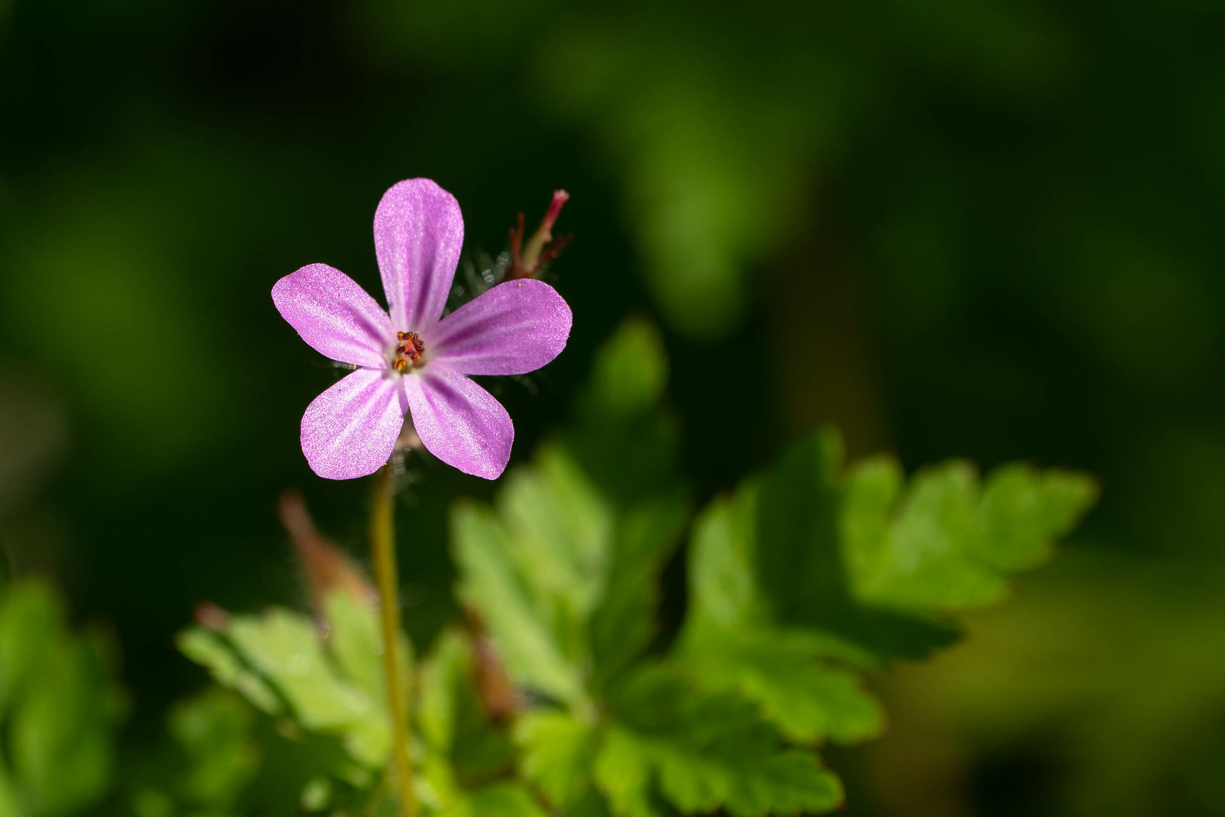 Meadow flowers