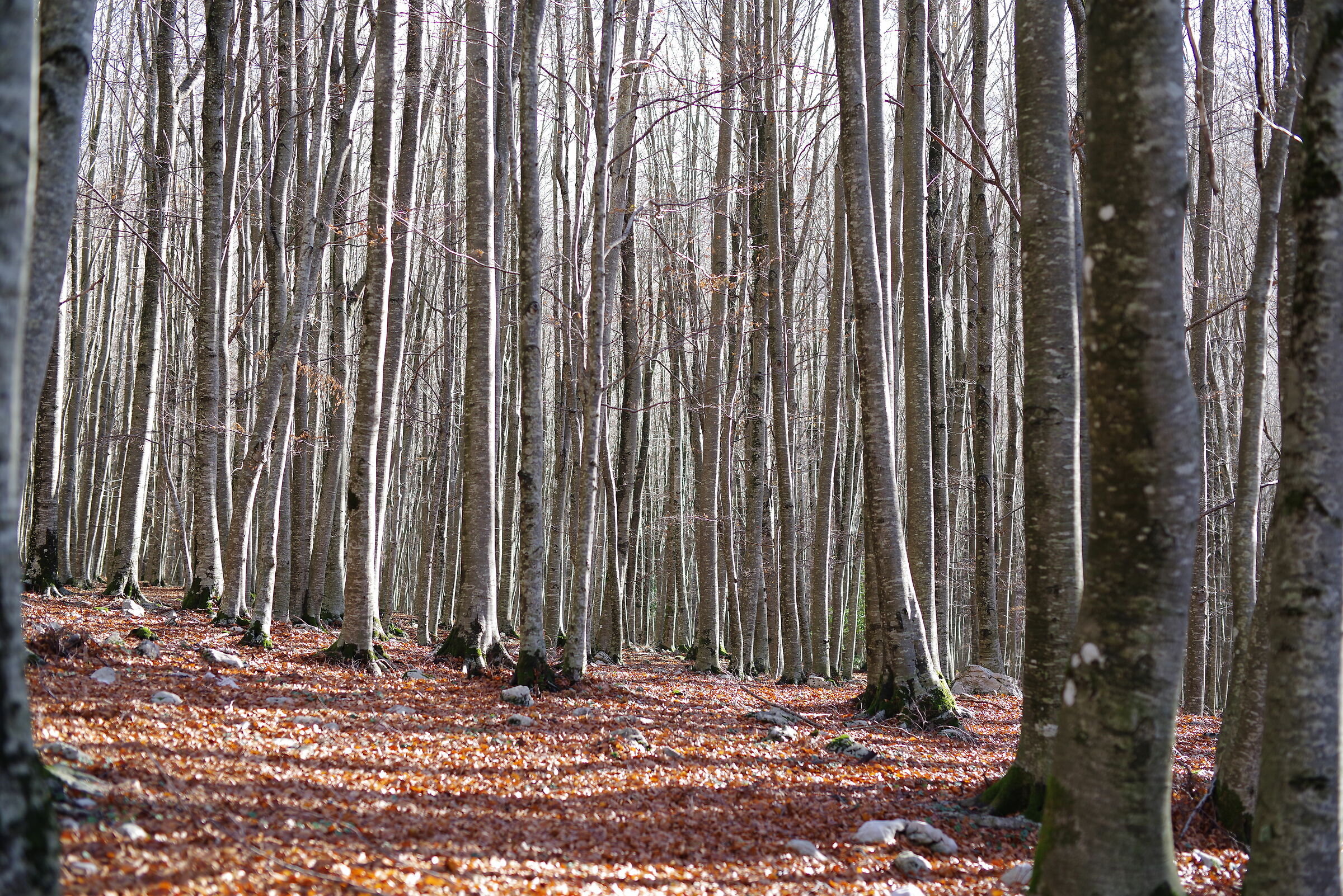 Monte Pizzo Deta (Veroli - Frosinone)