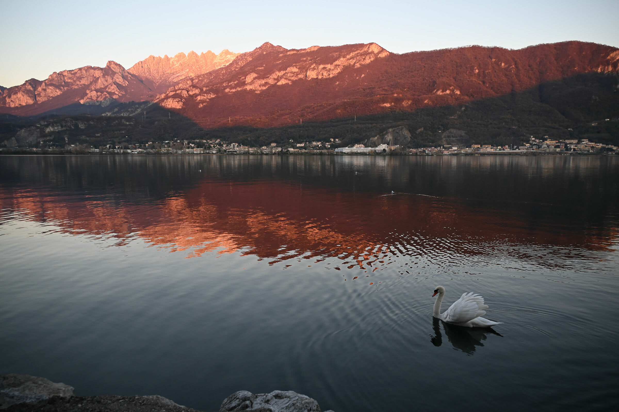 Lago di Garlate, tramonto con cigno
