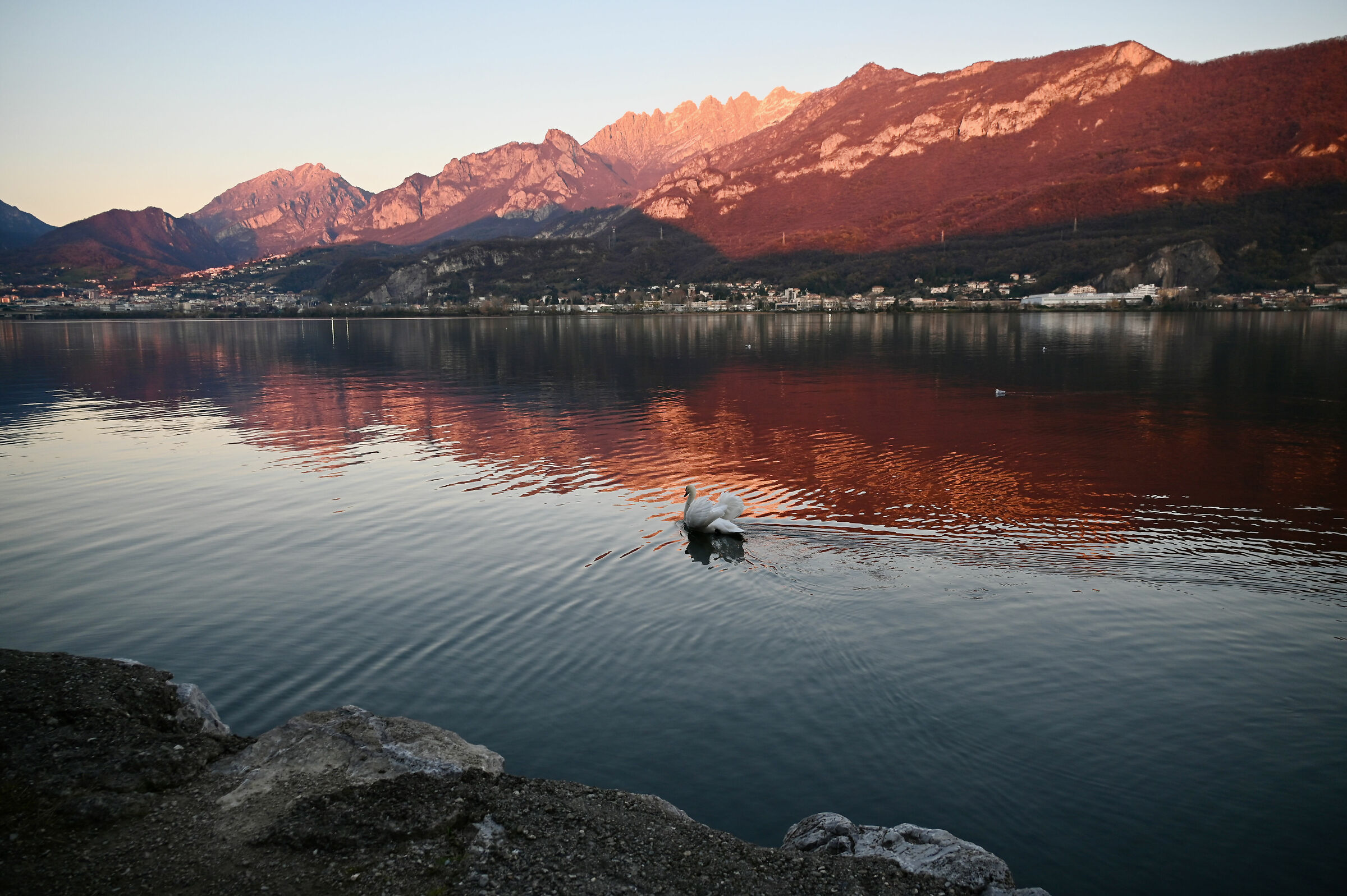 Lago di Garlate, tramonto con cigno 2