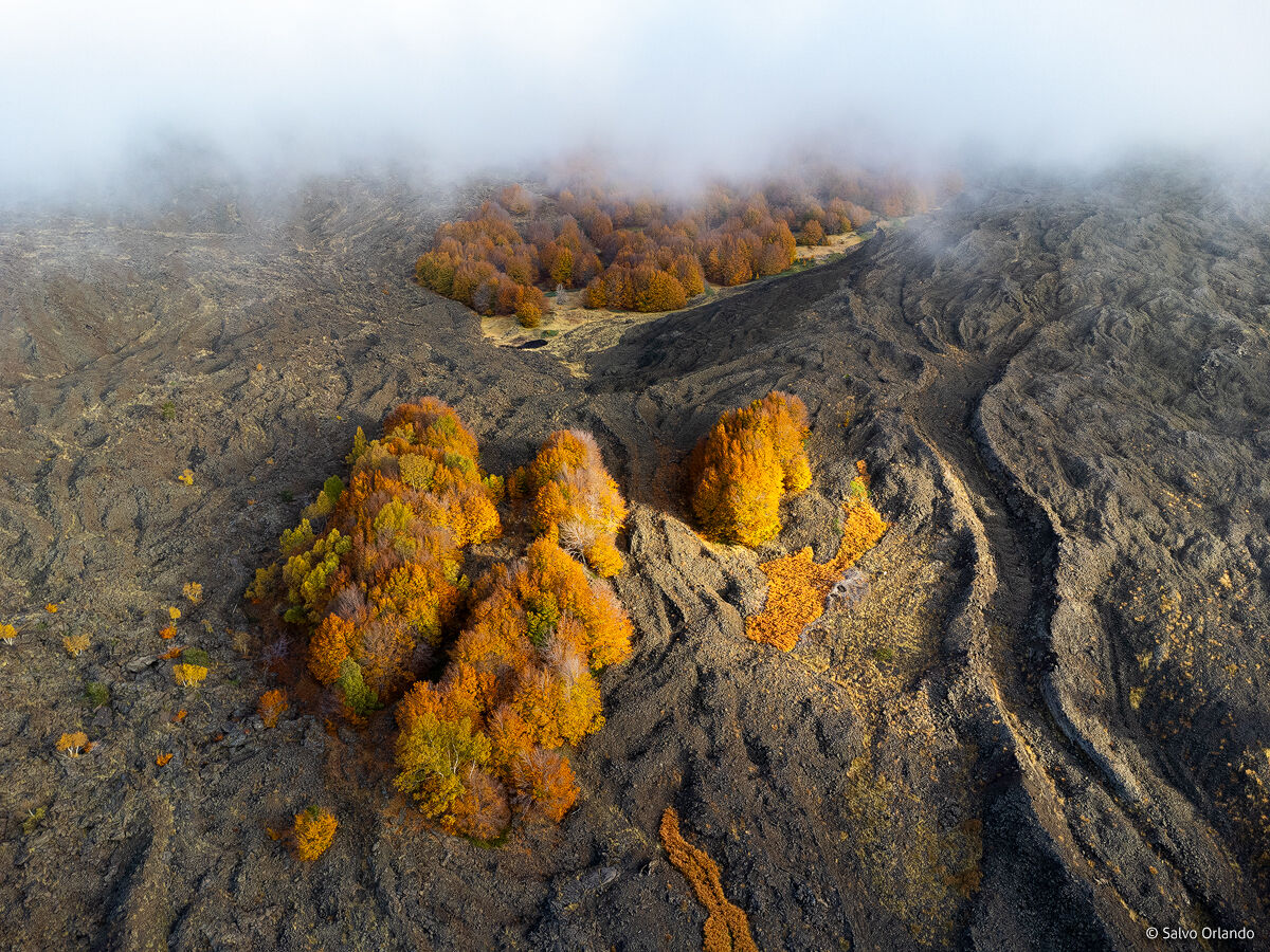 volcanic woodland oases