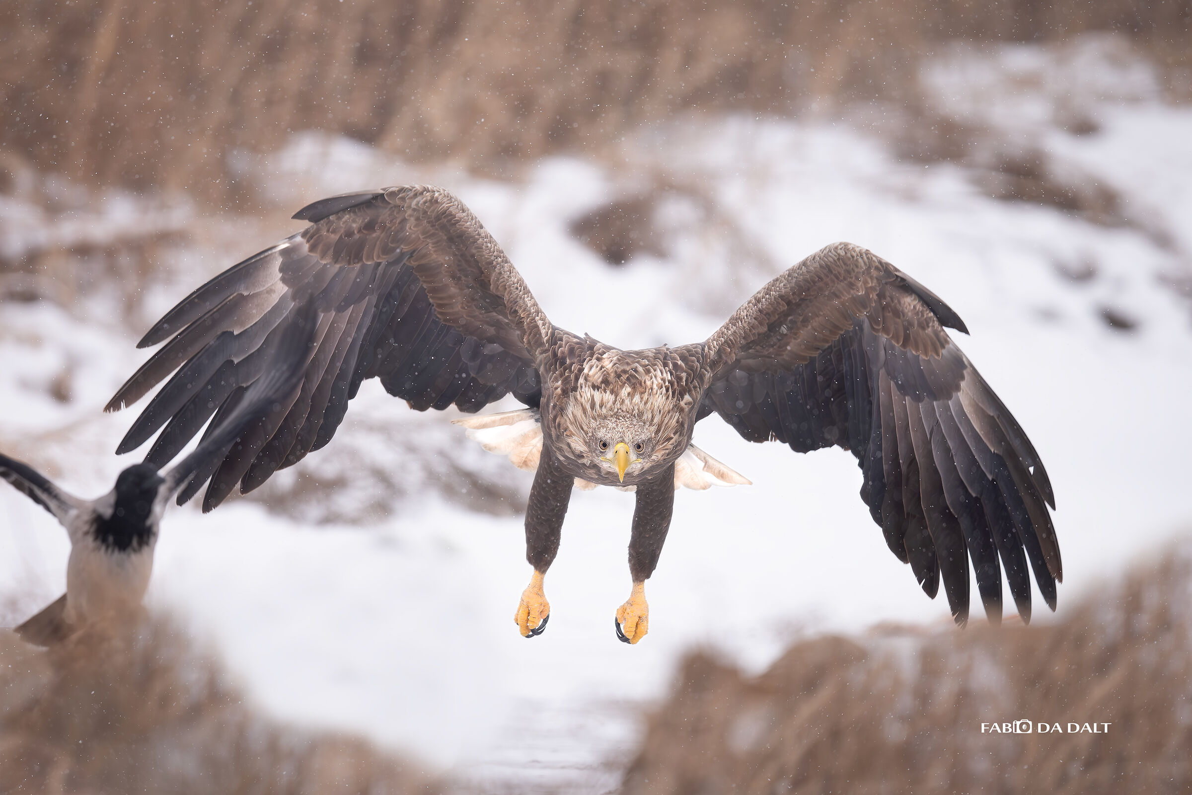 Aquila di Mare Codabianca