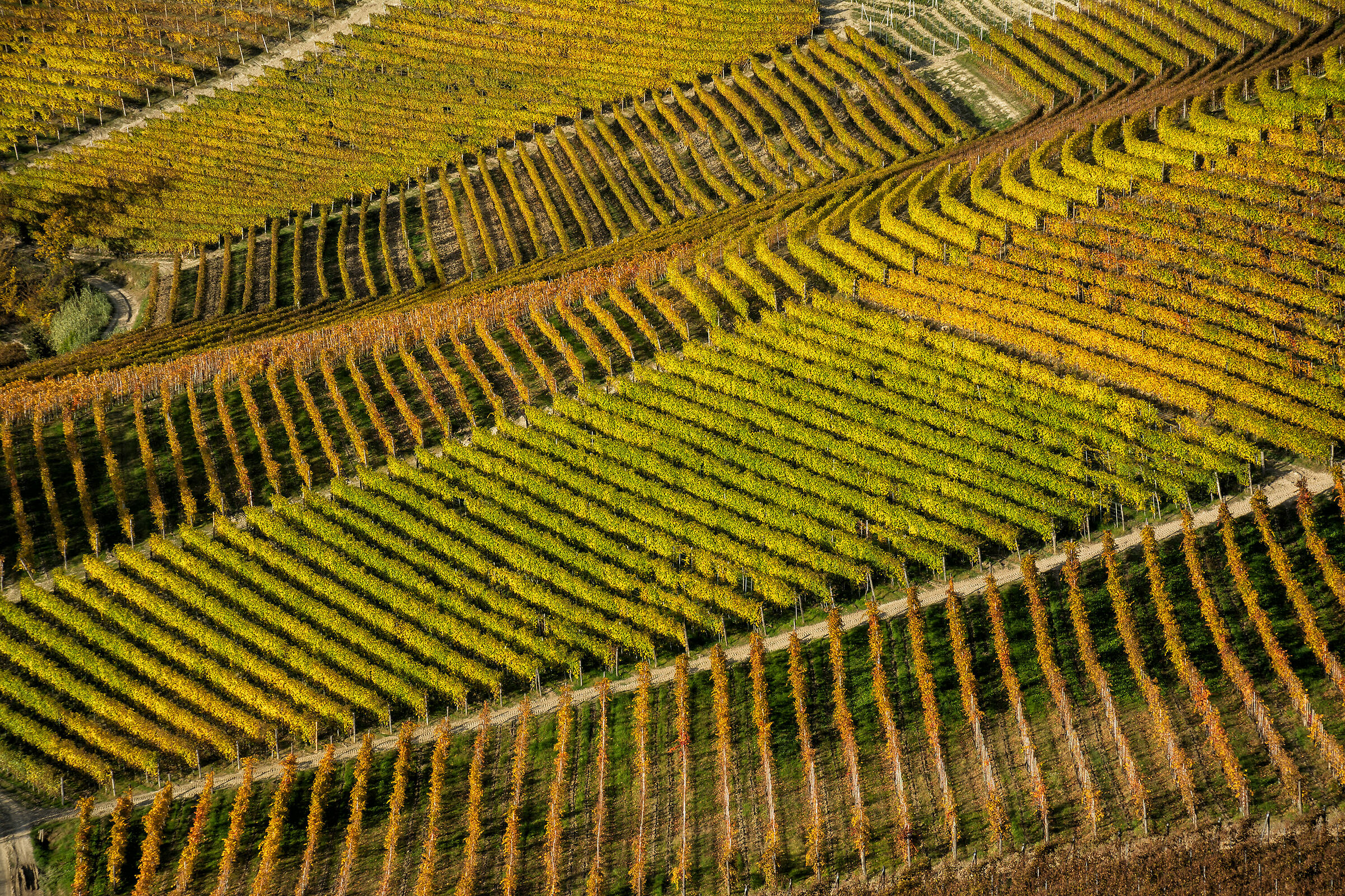 Geometrie di vigneti