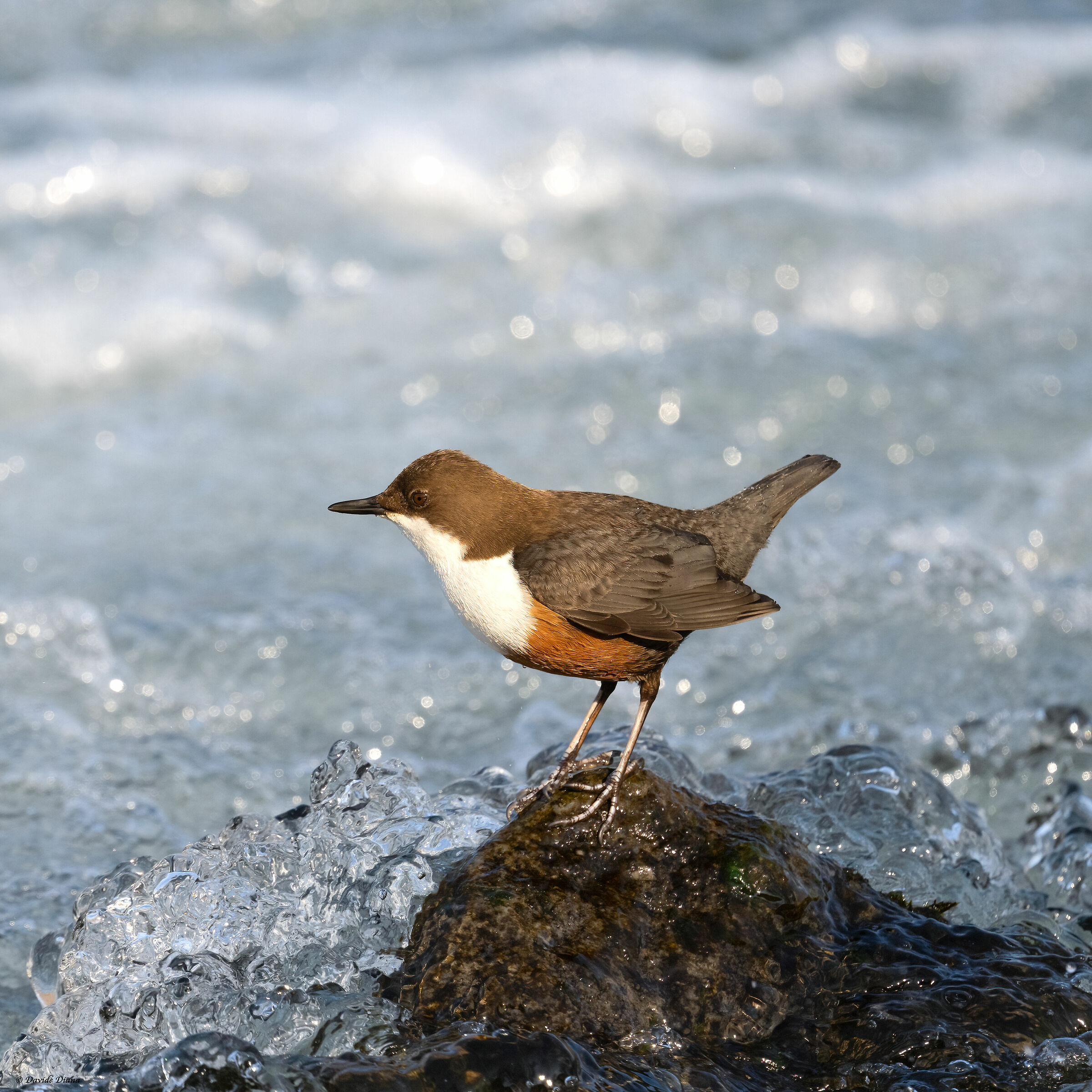 White-throated dipper