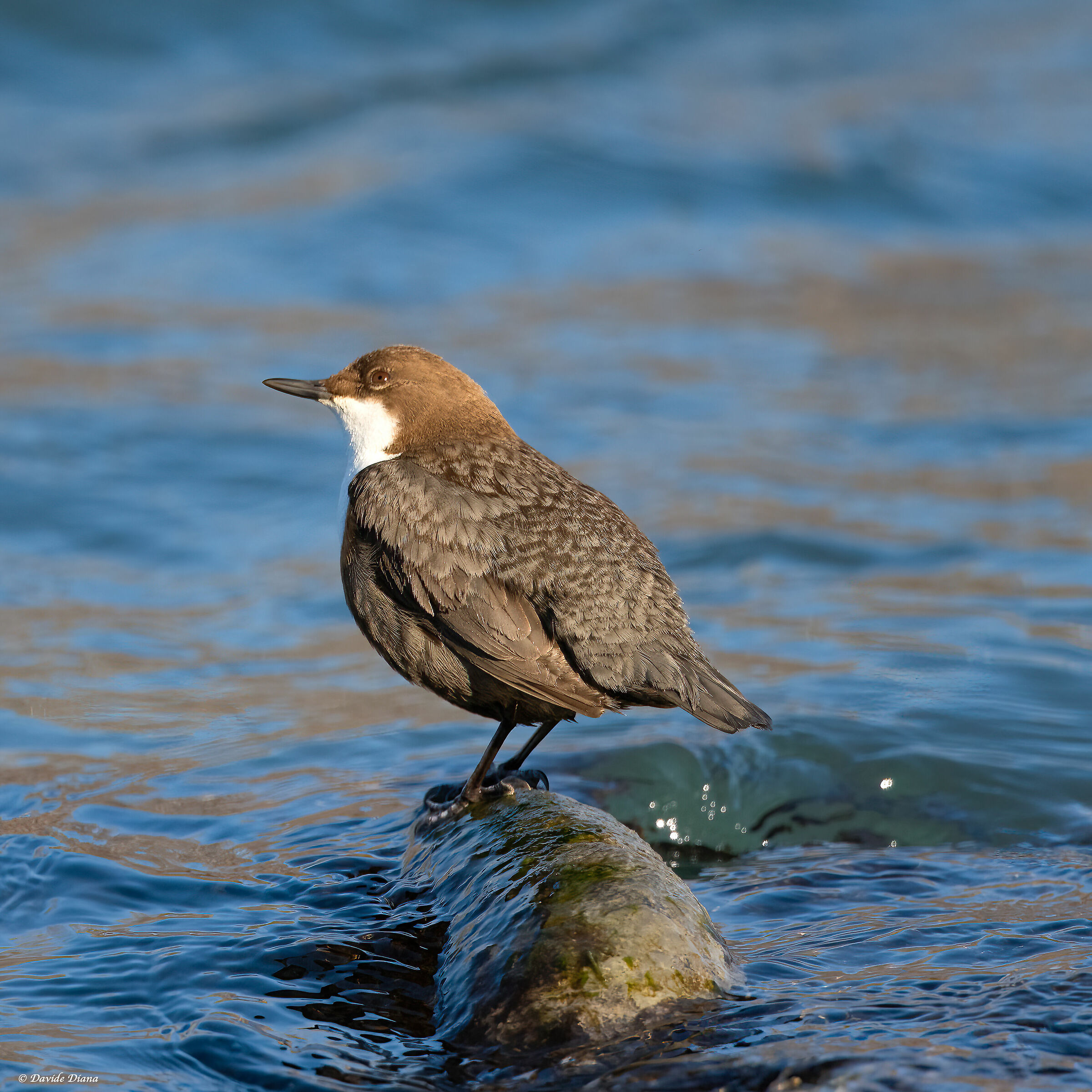 white-throated dipper