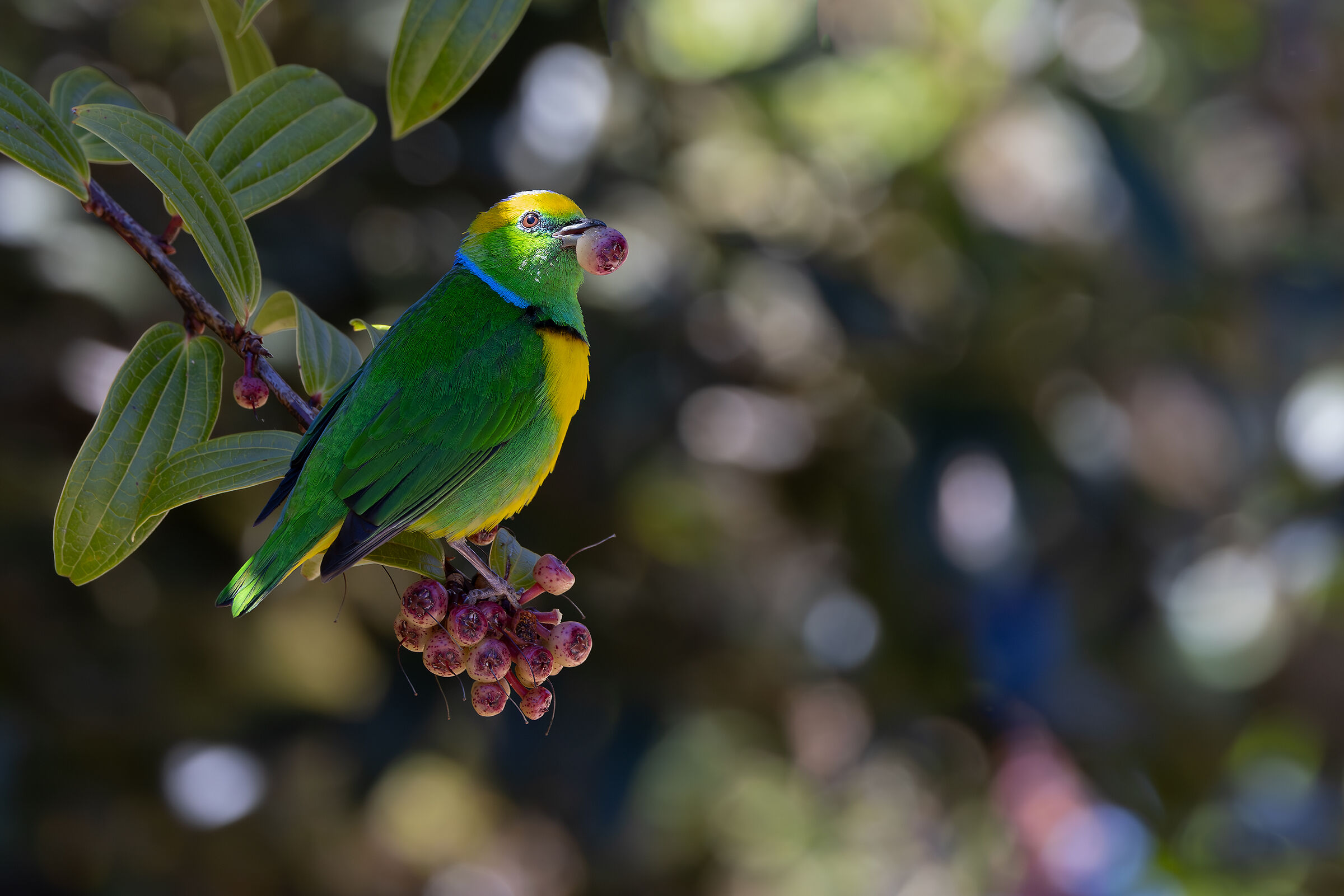 Tangara verde dai sopraccigli dorati