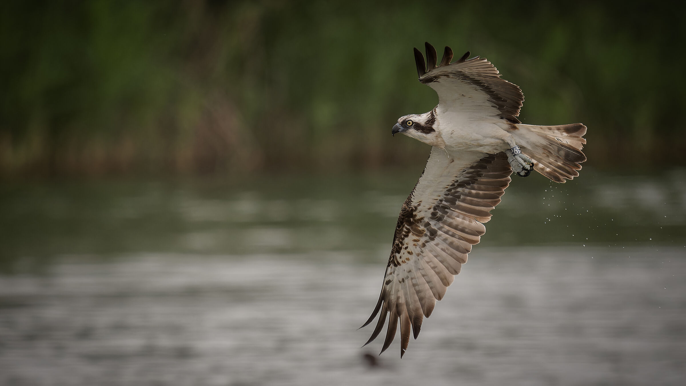 osprey