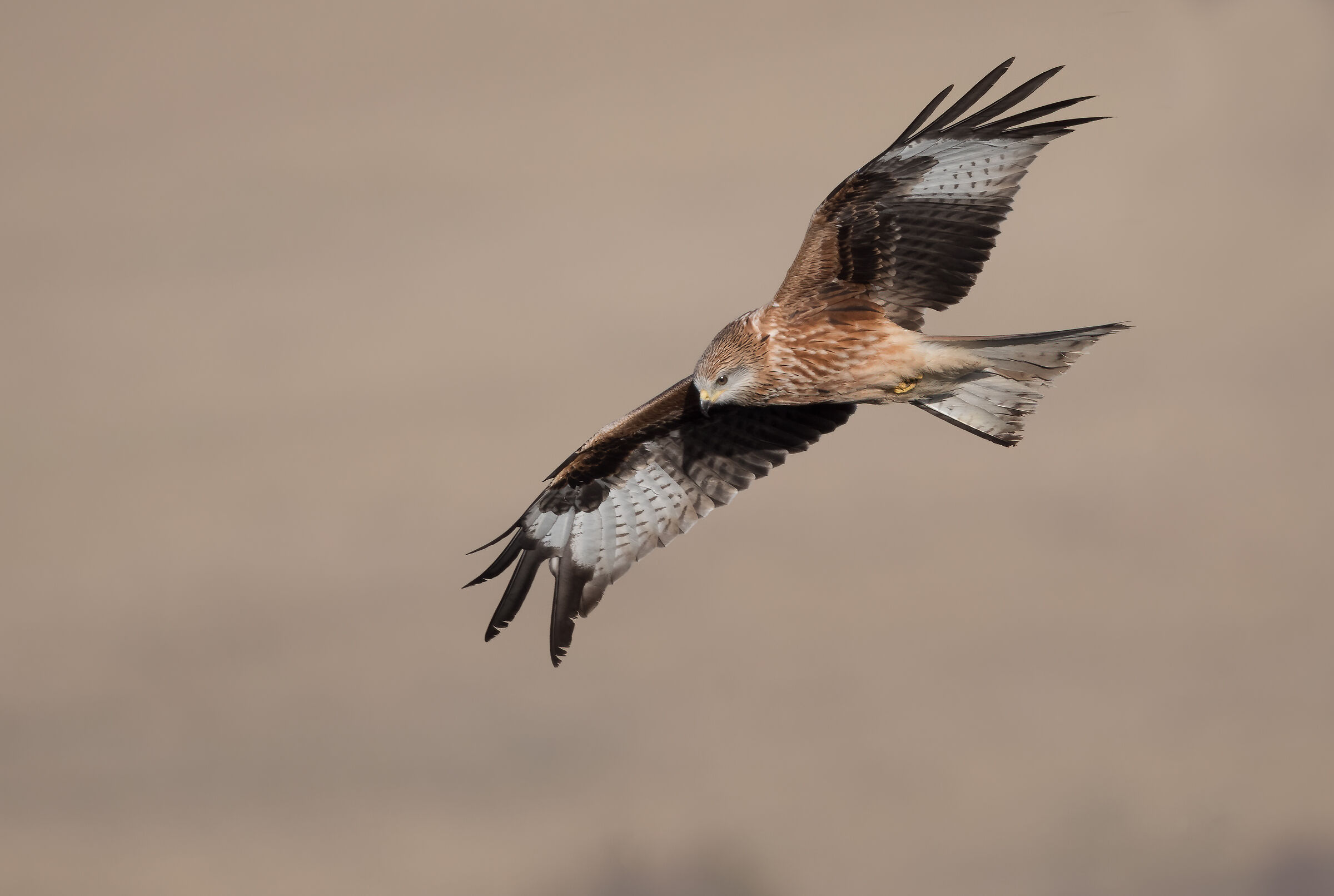 Red kite