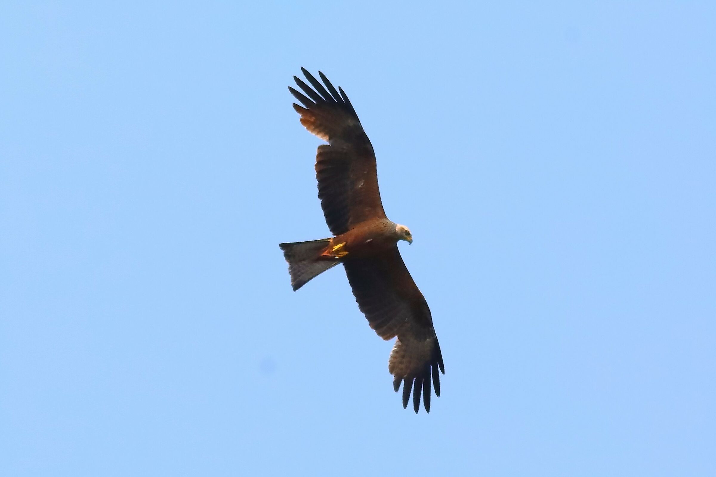 Black Kite 11-07-2023