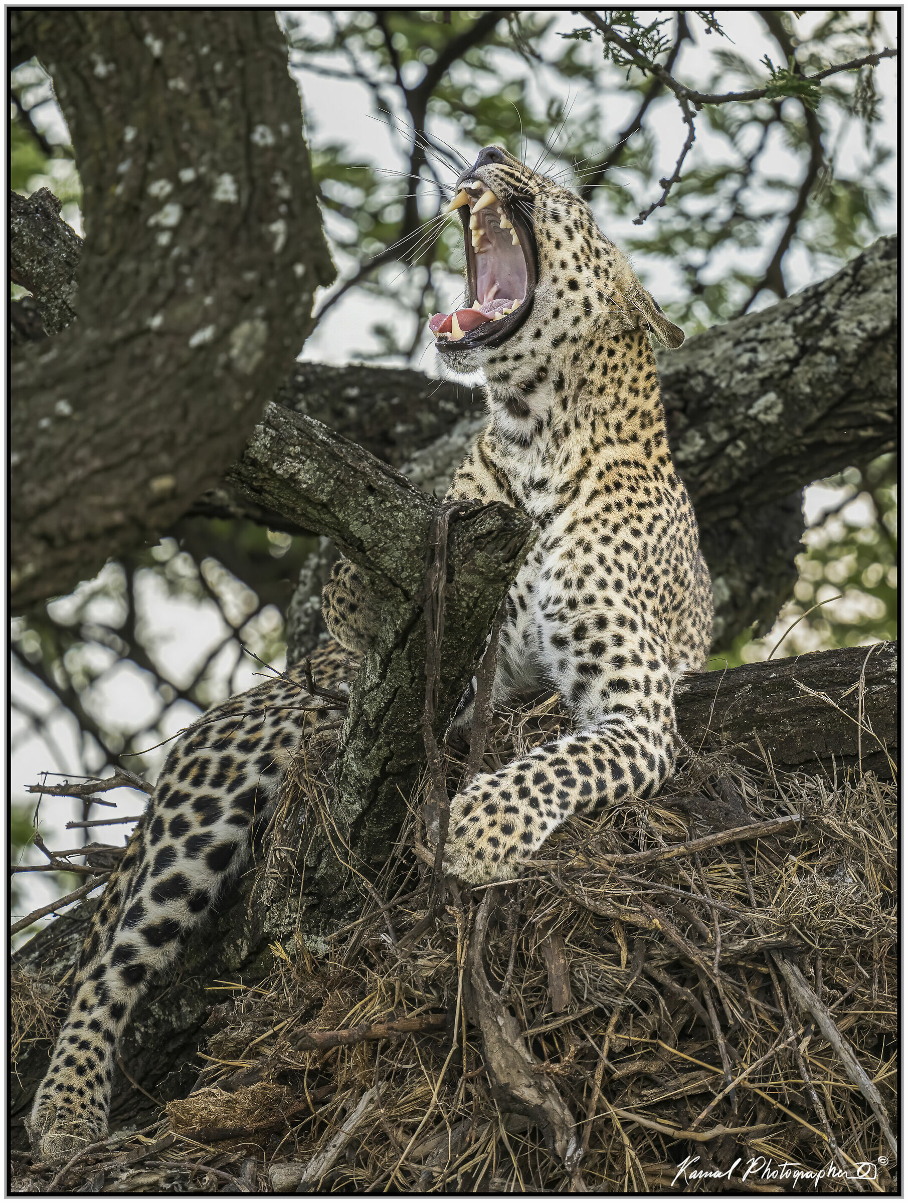 Leopardo(Panthera pardus)