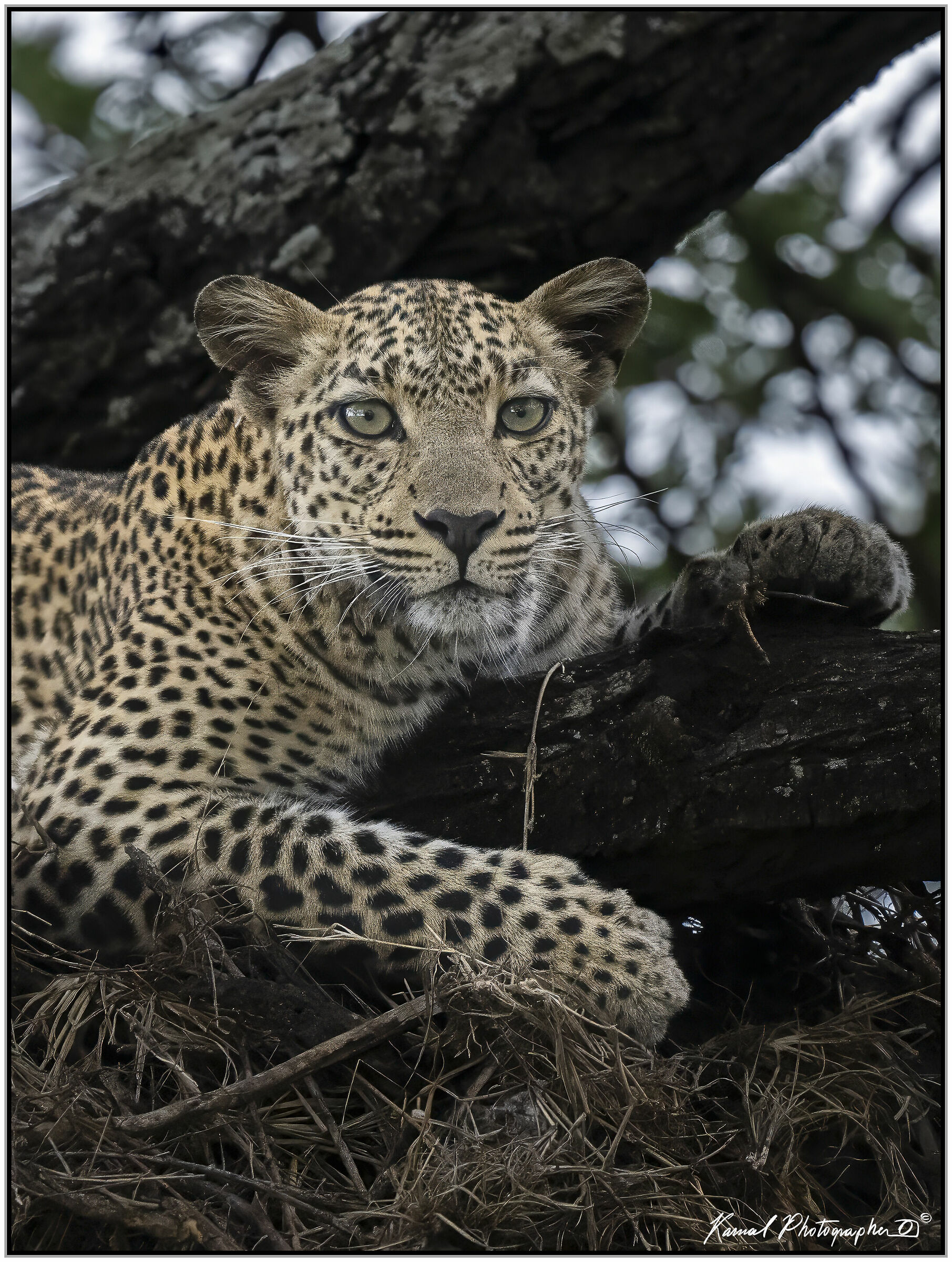 Leopardo(Panthera pardus)