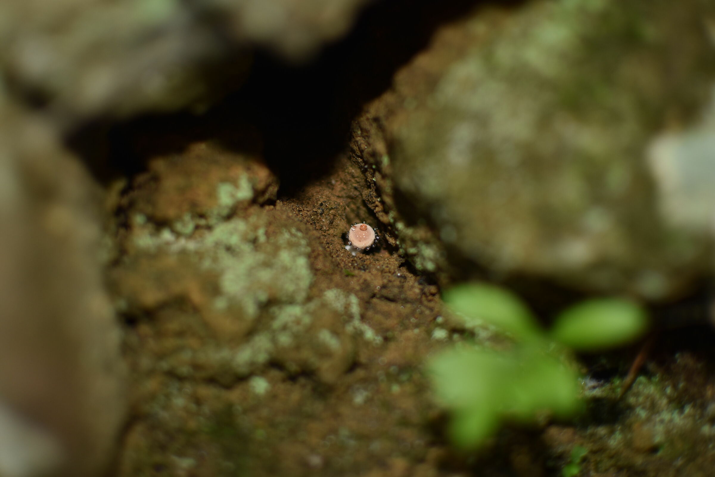 Mignon mushroom