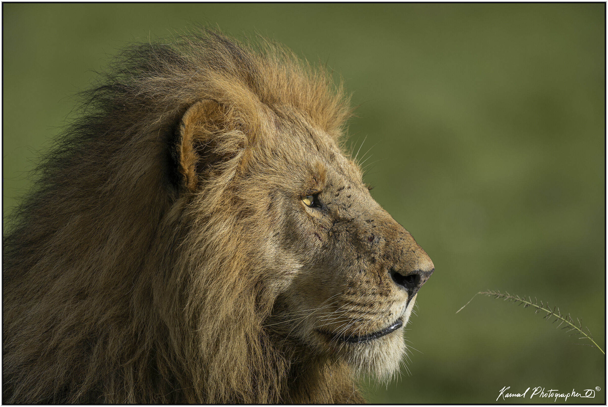 Panthera leo