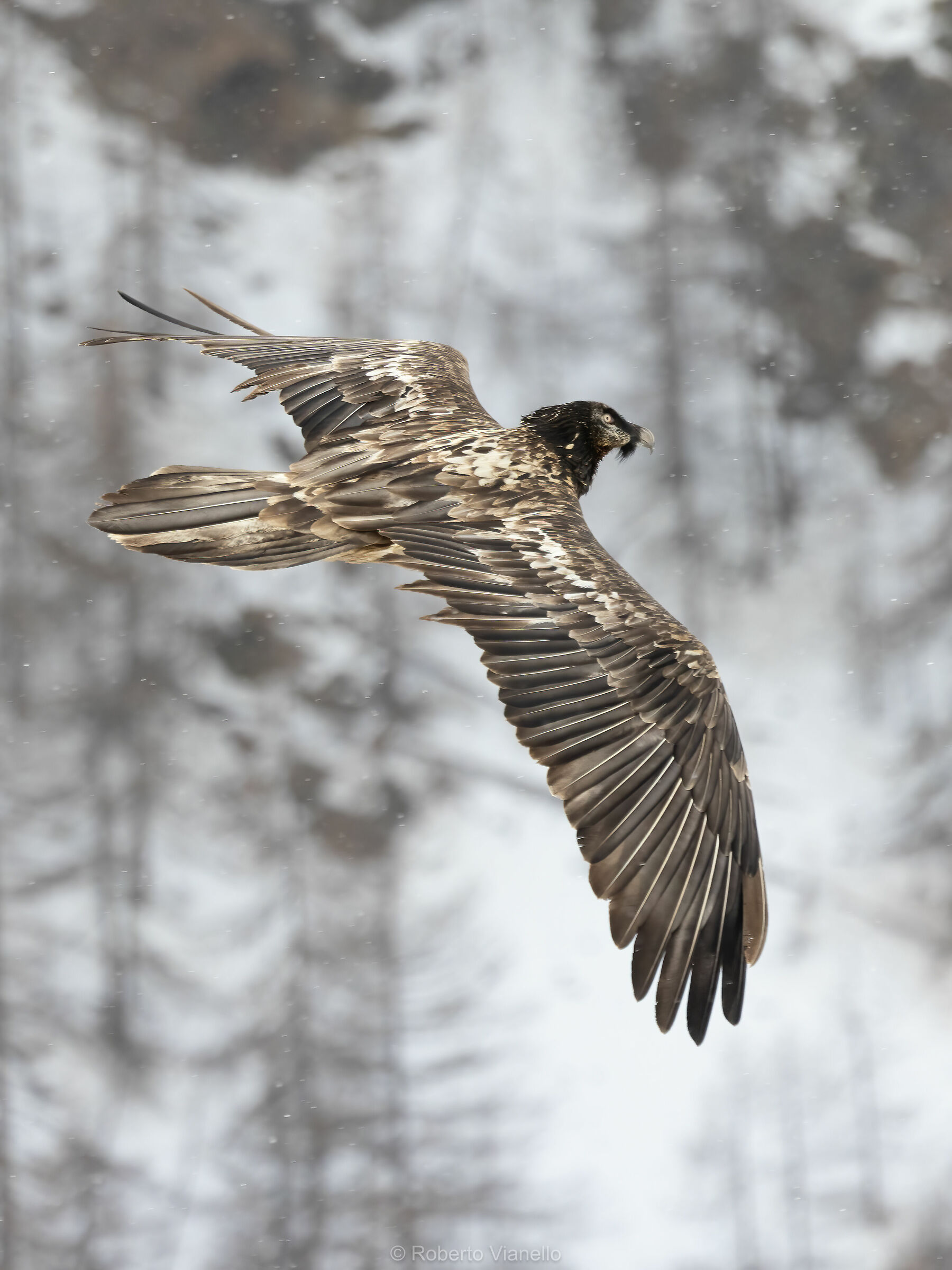 Gipeto (Gypaetus barbatus)