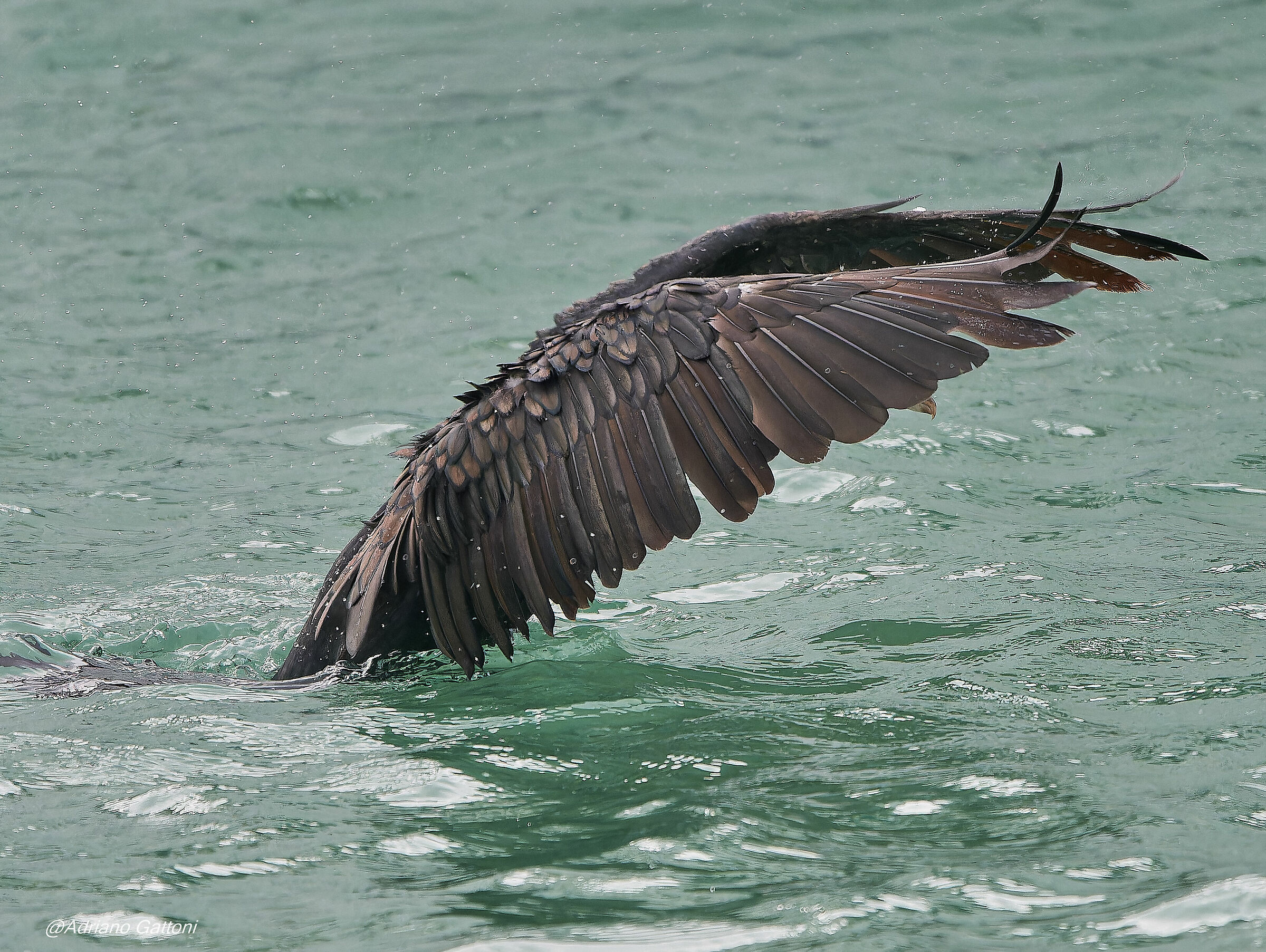 il decollo del cormorano
