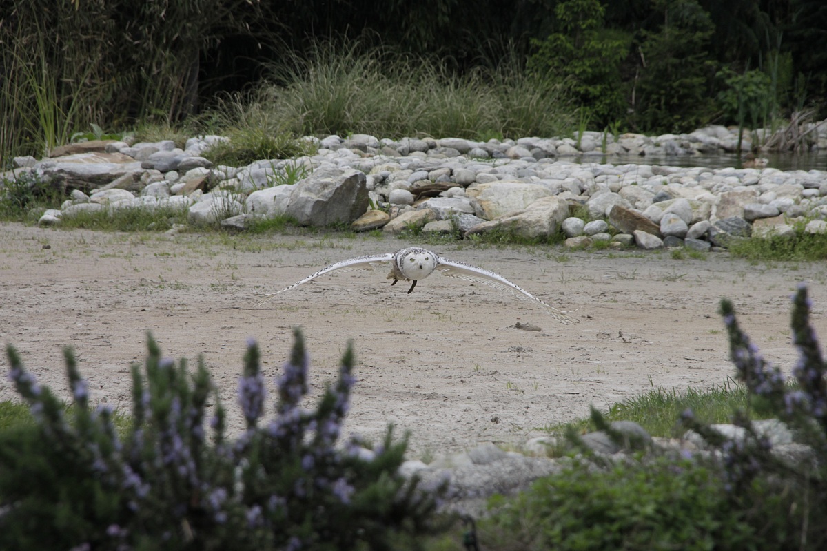 owl in flight