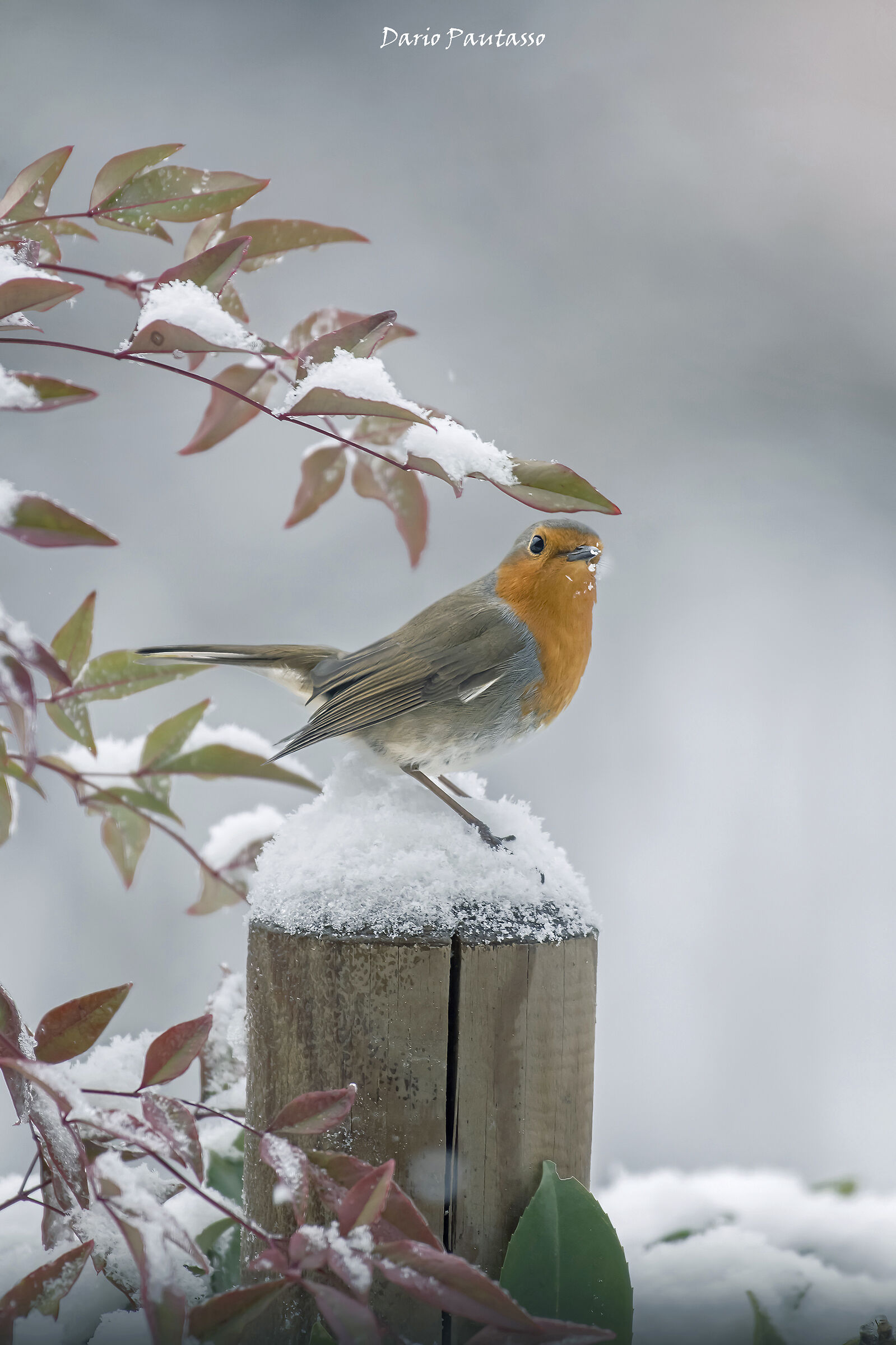 Atmosfere dicembrine