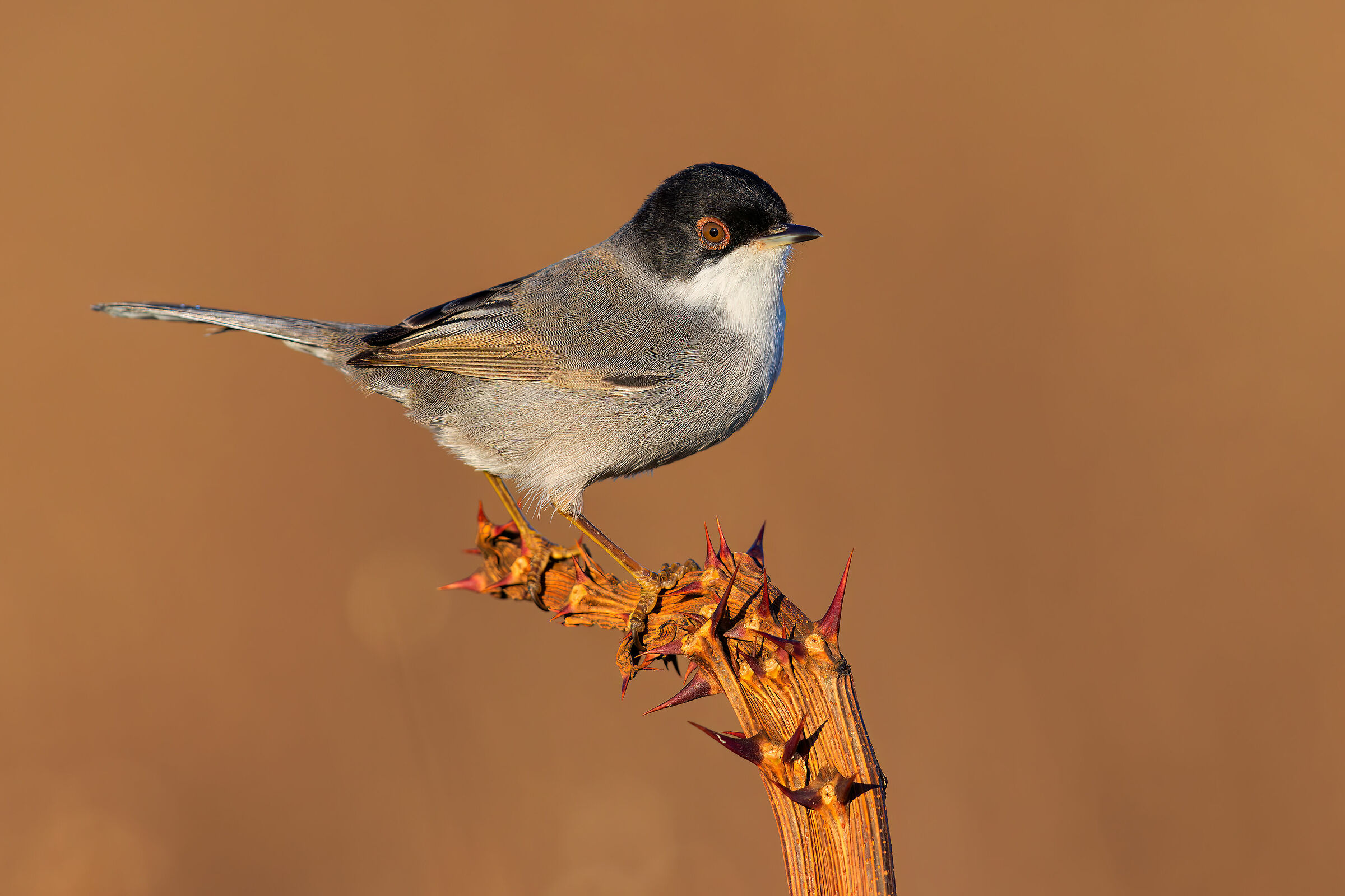 Sardinian warbler