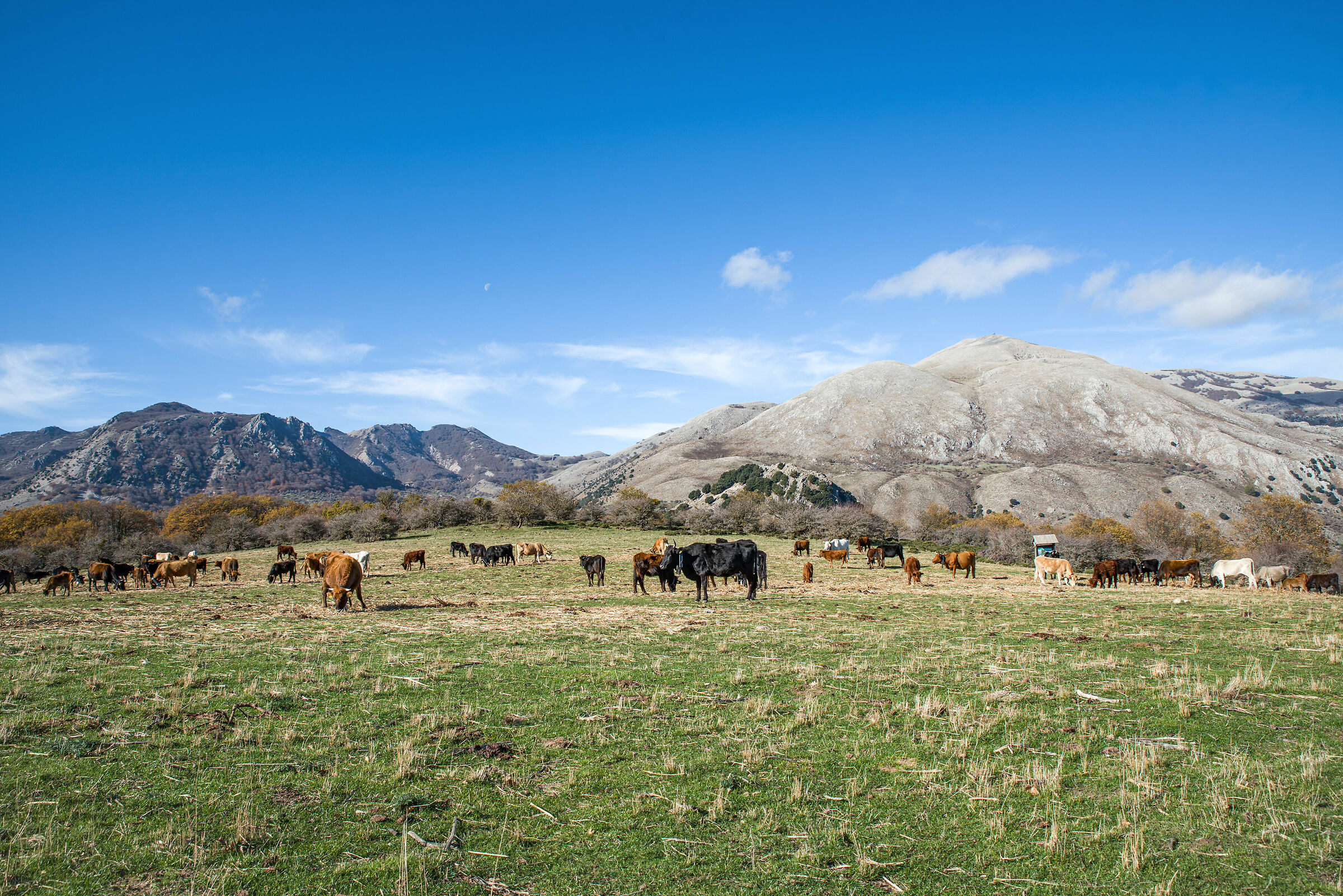 Pasture of the high Madonie with variable landscapes