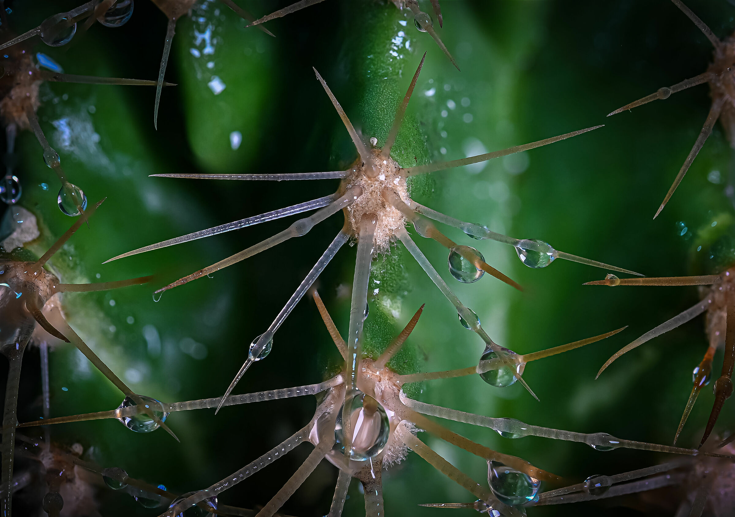 Occhio a dove andare (Echinocatus Grusonii)