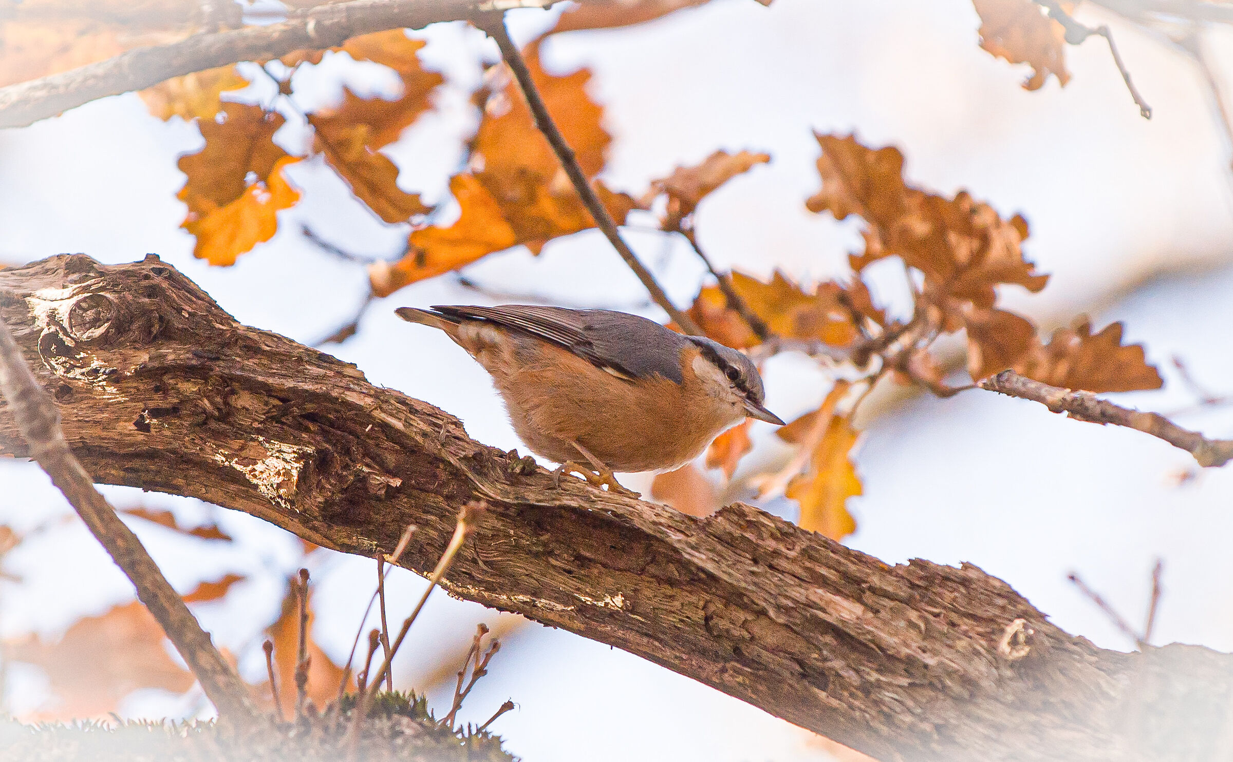 Nuthatch with autumn landscape