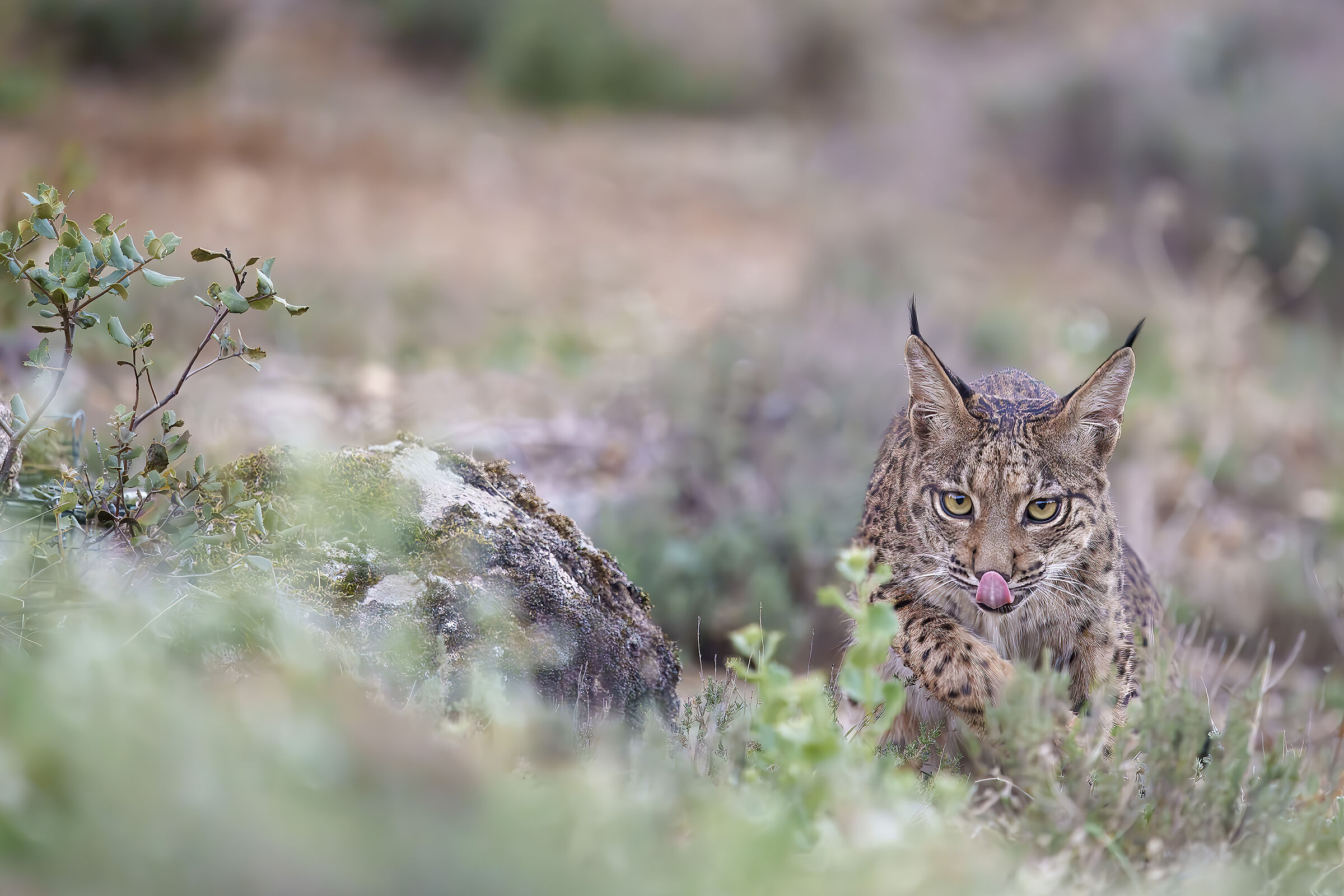 Cucciolo di lince pardina