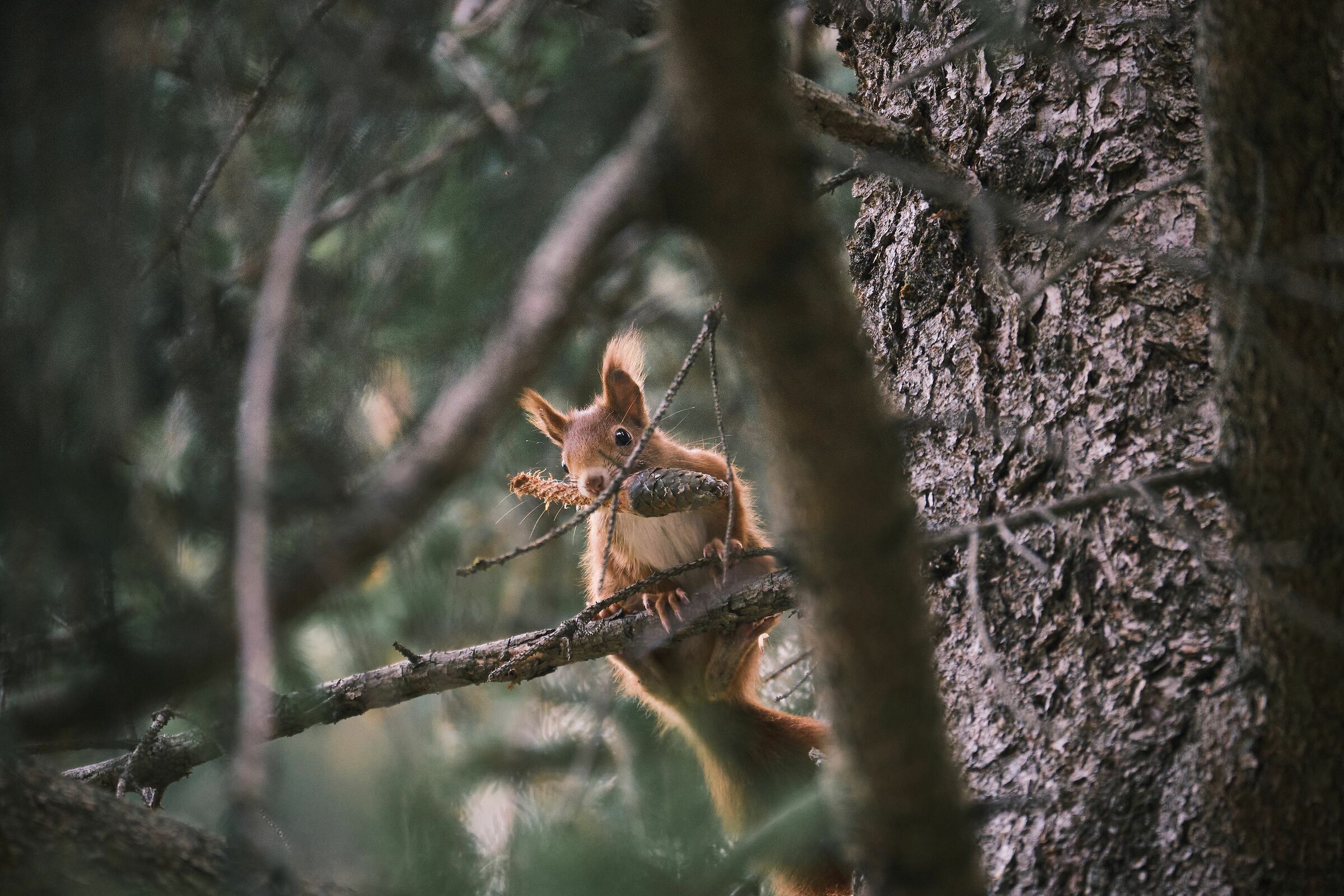 Tra le Fronde