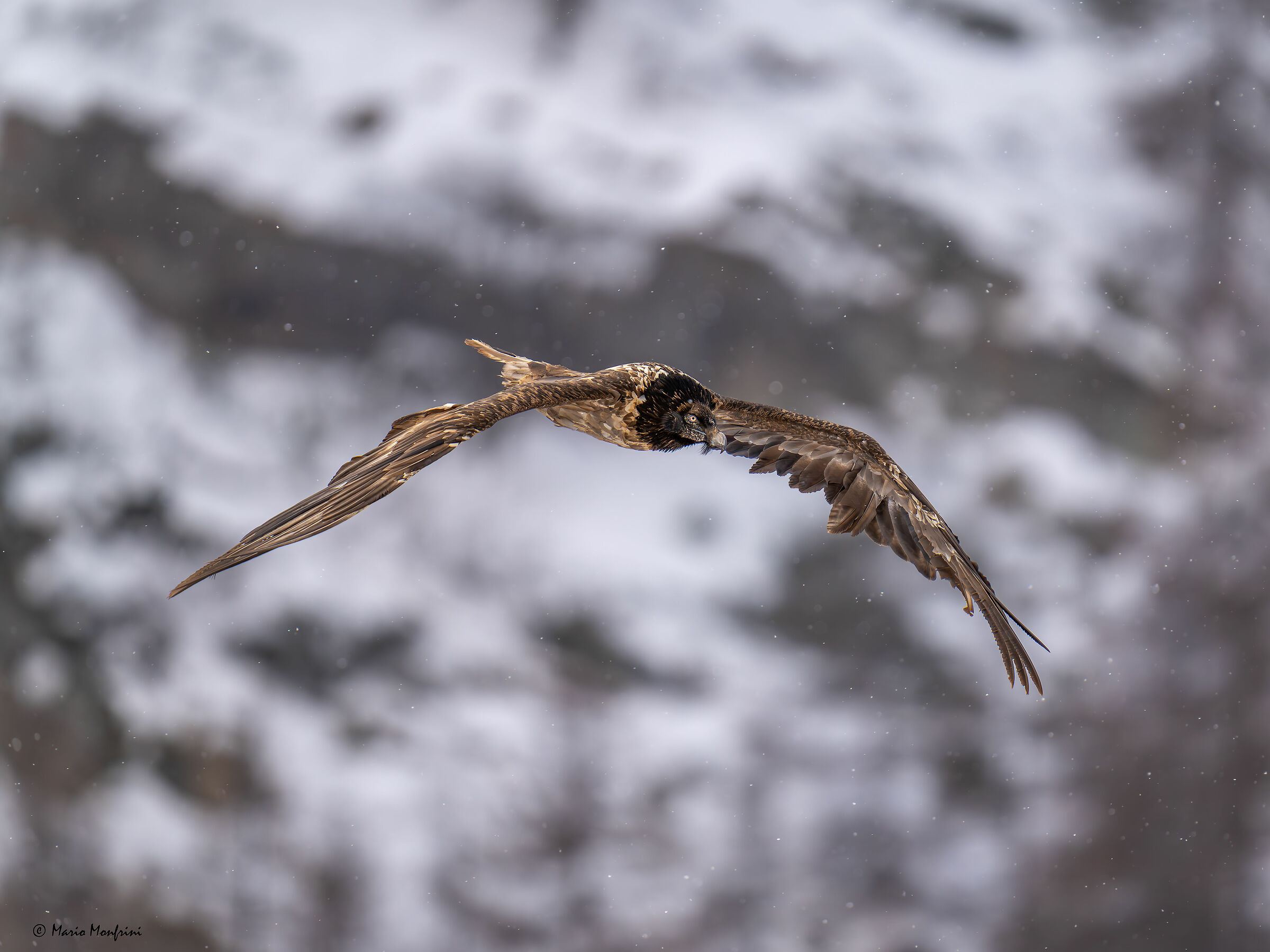 Bearded vulture with Orc river background