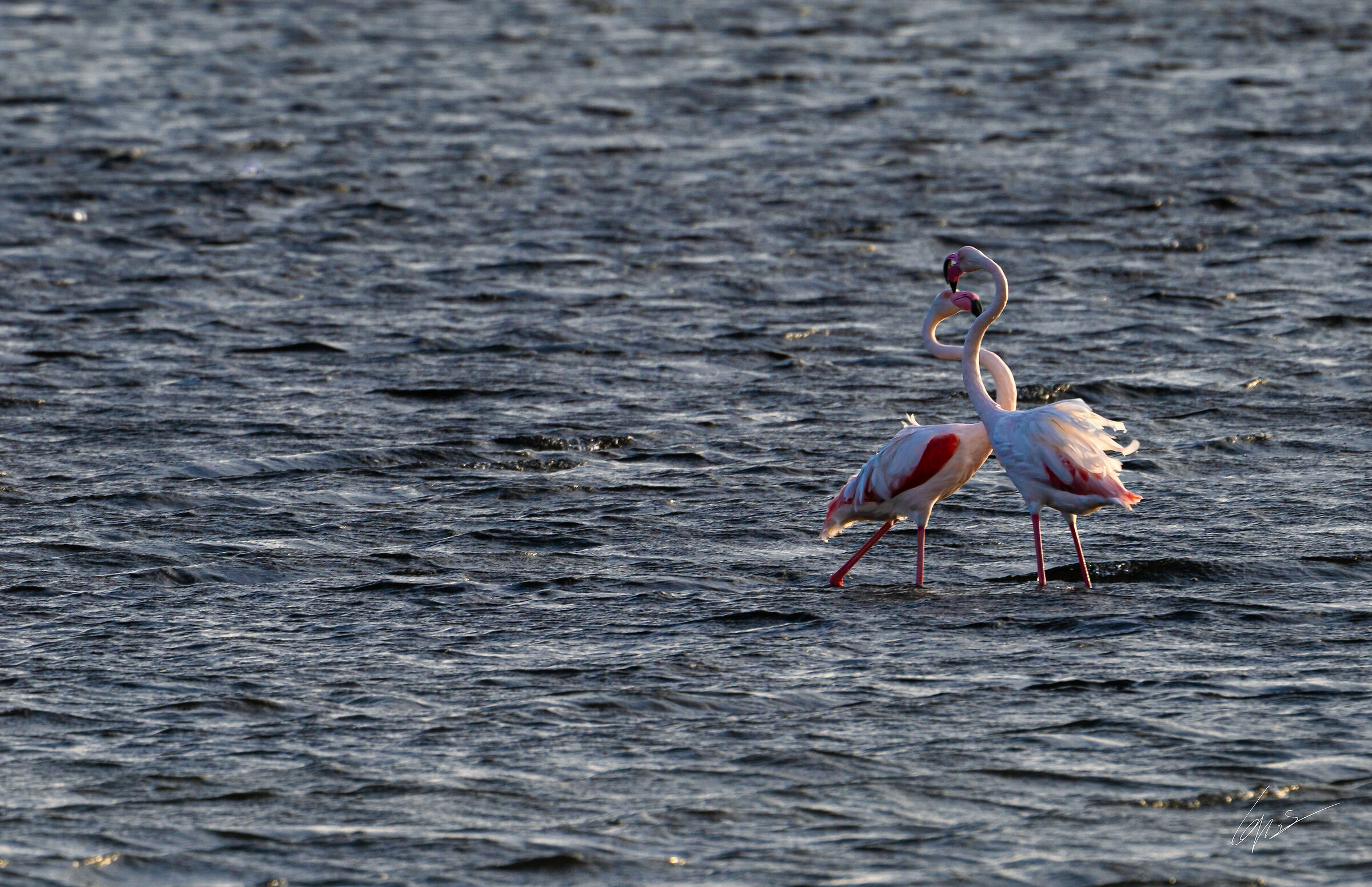 Flamingo