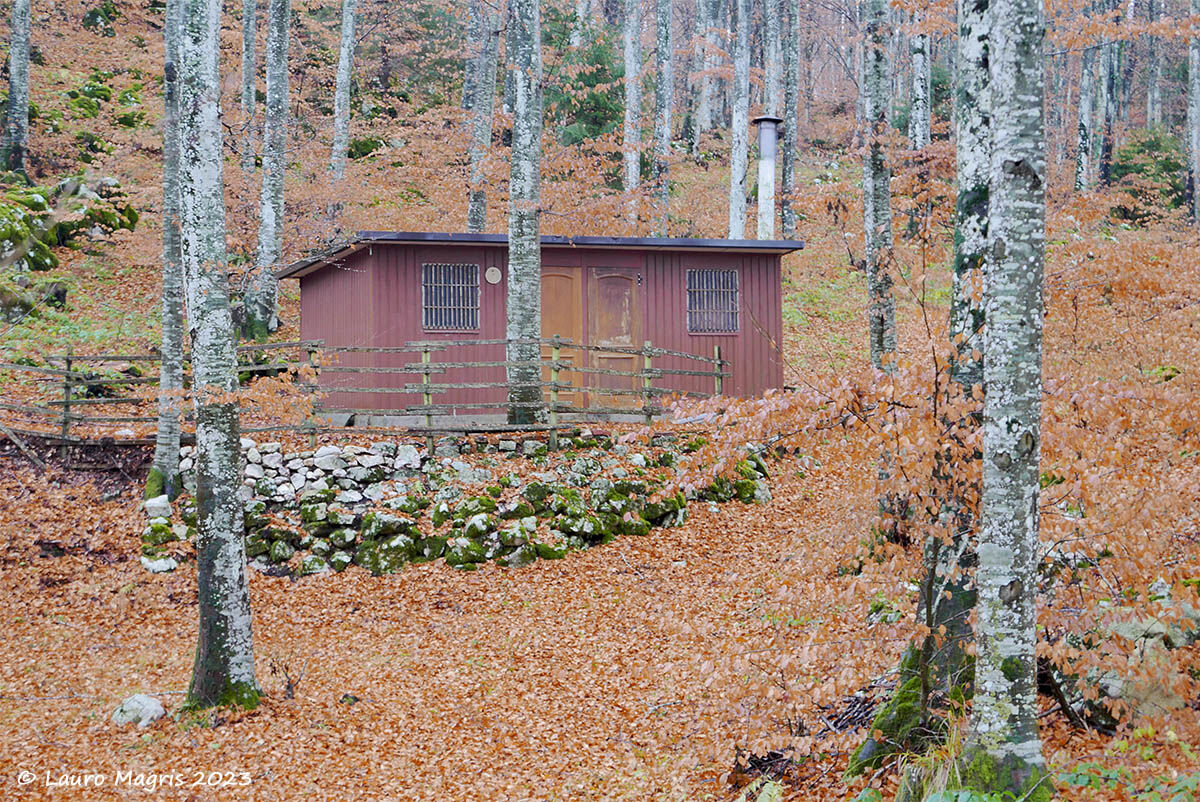Two-room apartment in the foliage