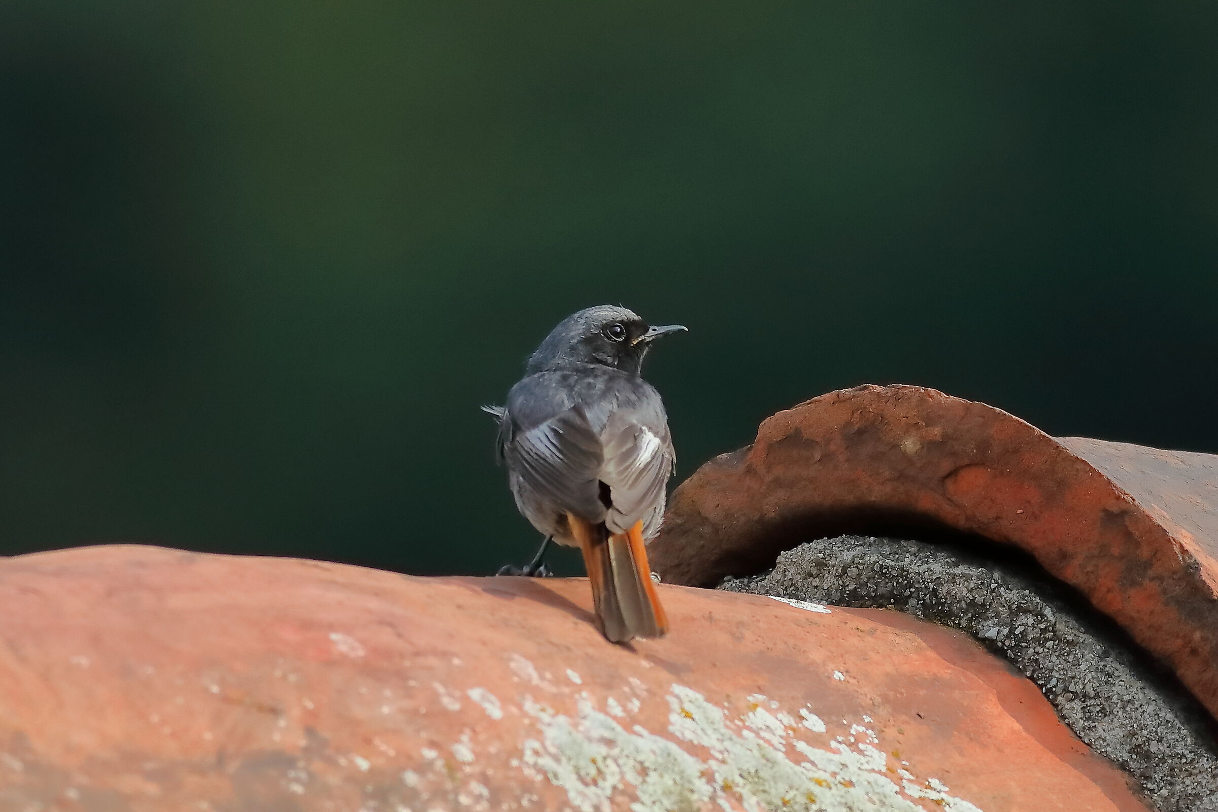 Redstart 15-07-2023