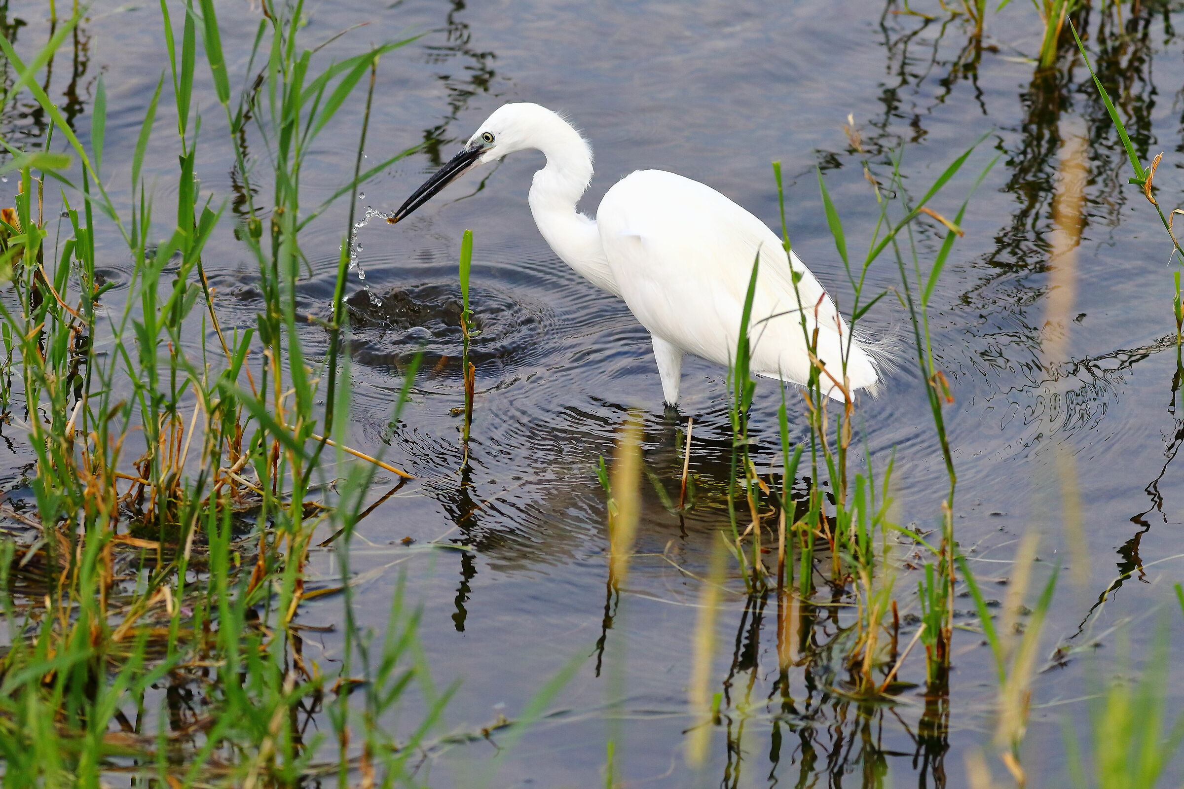 Little Egret 01 August 2023