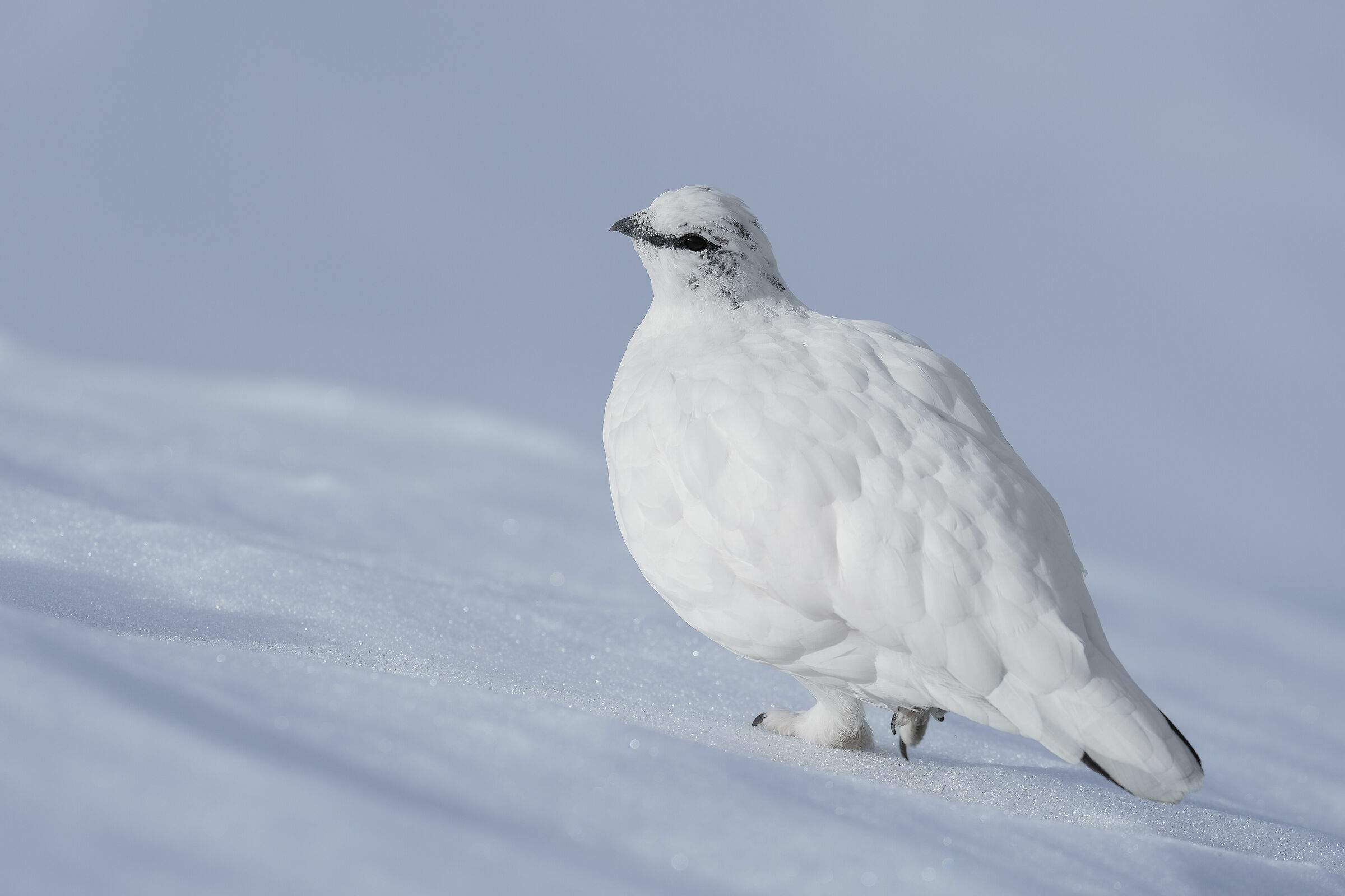 Ptarmigan