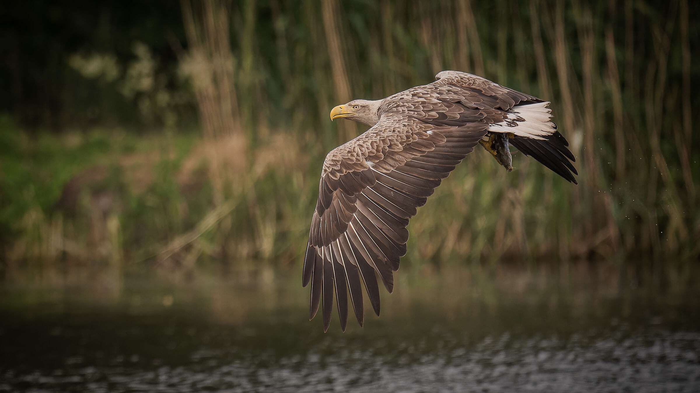 White-tailed eagle