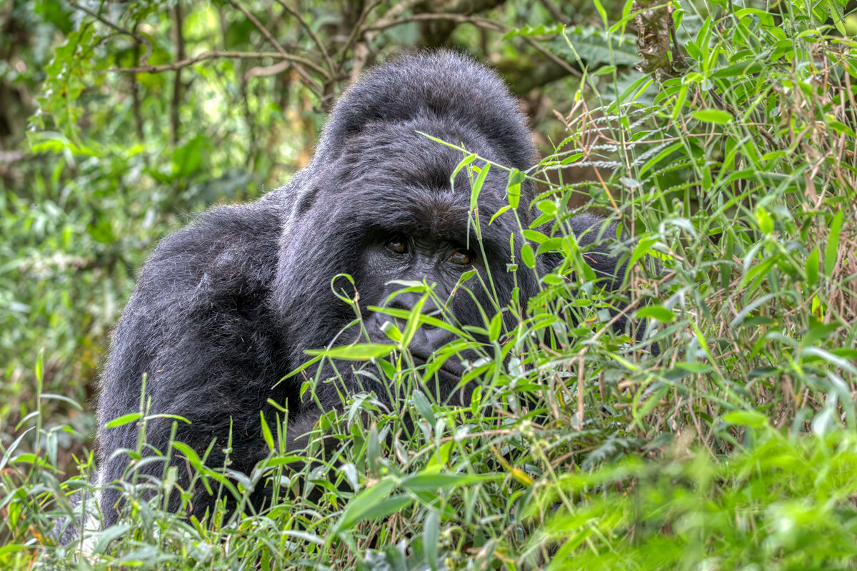 Incontro ravvicinato con gorilla di montagna