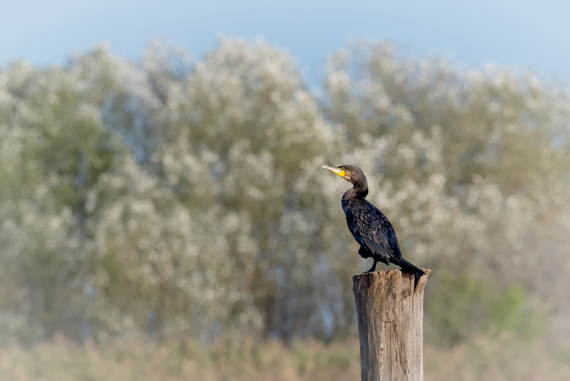 Cormorant
